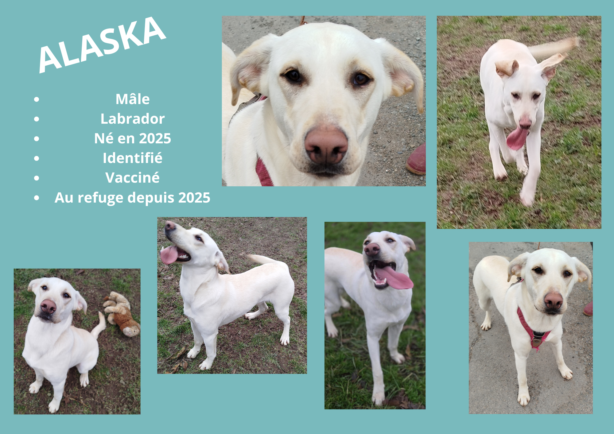 Modele chien male 297 210 mm 50 