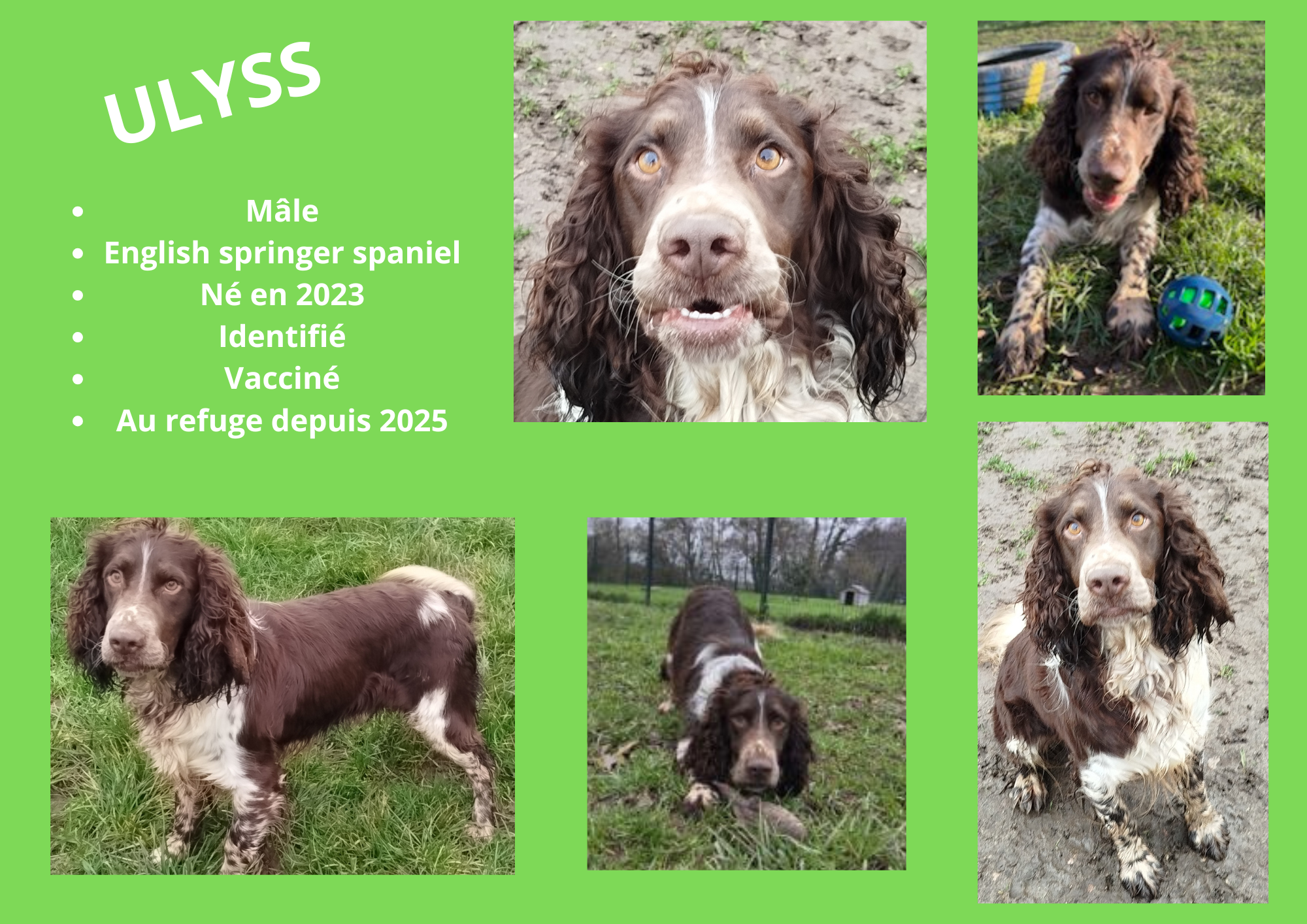 Modele chien male 297 210 mm 47 