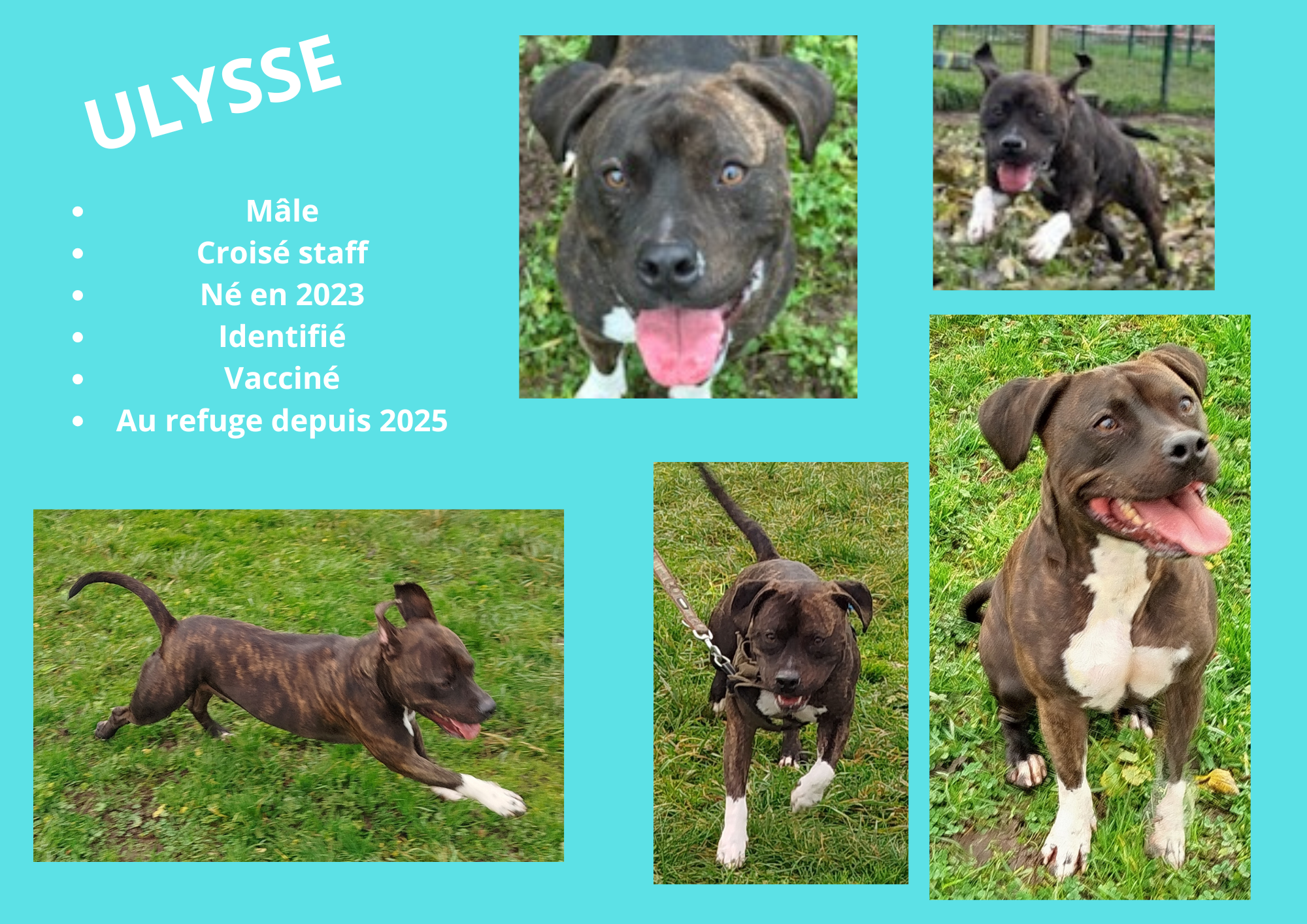 Modele chien male 297 210 mm 46 