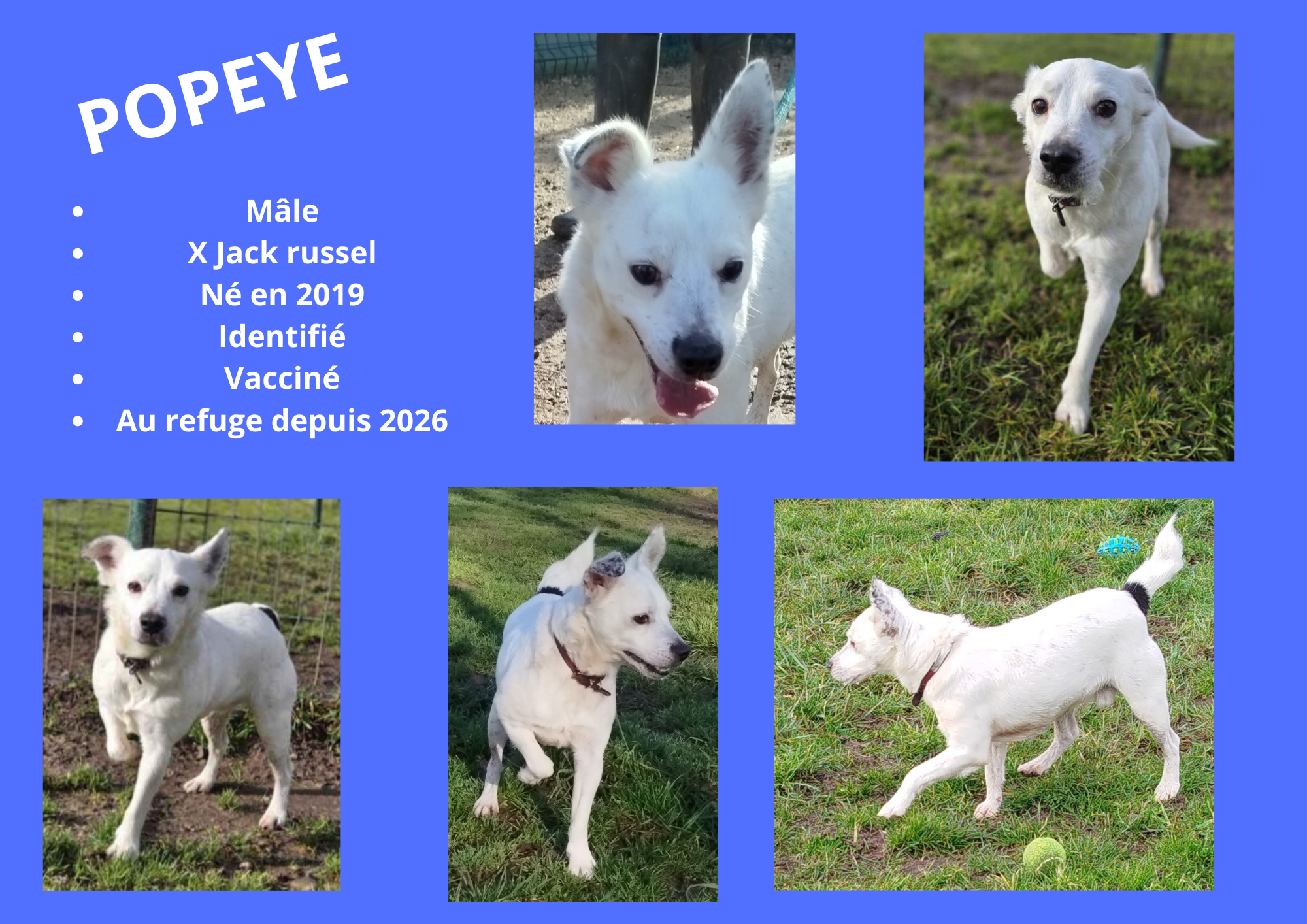 Modele chien male 297 210 mm 51 