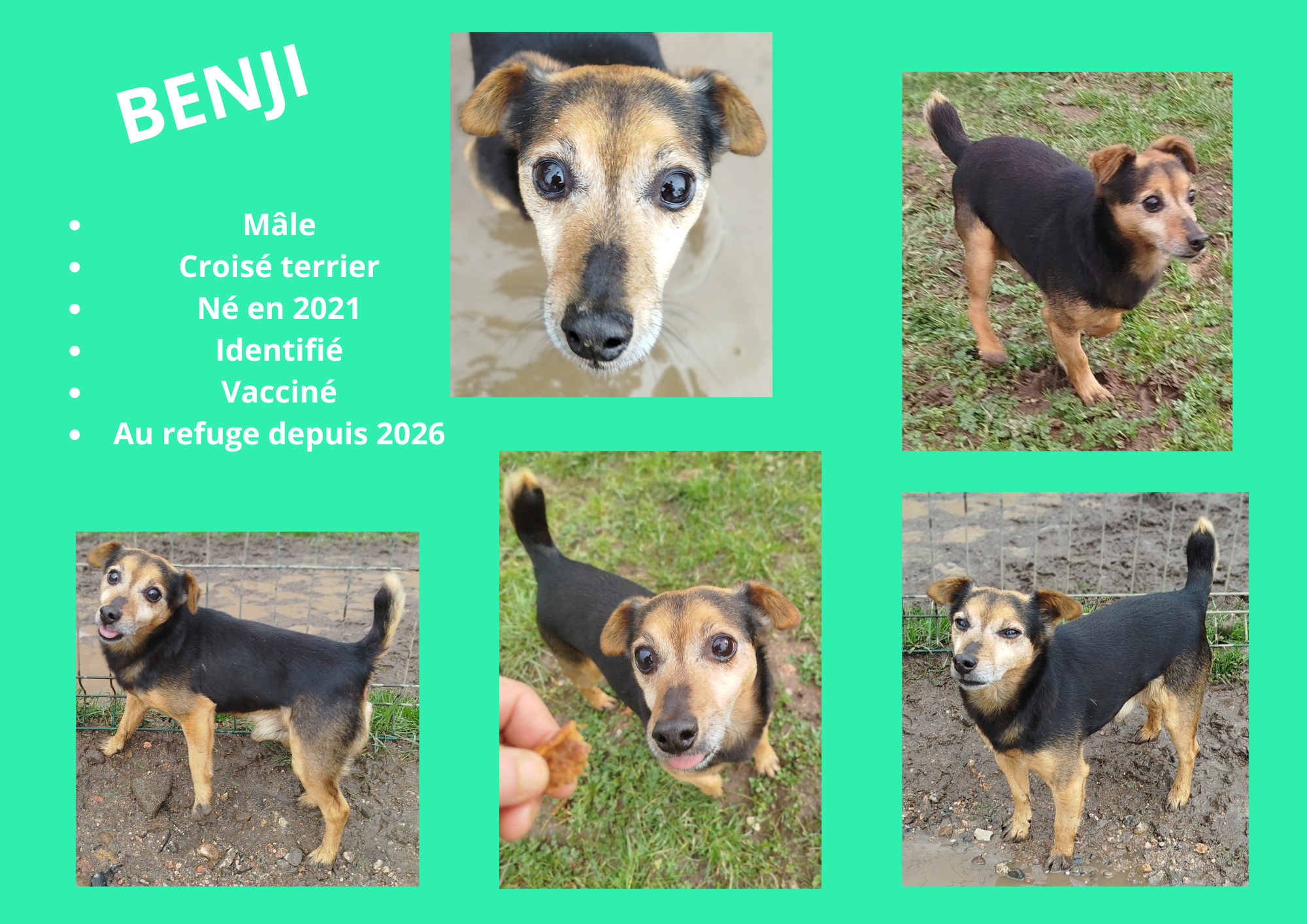 Modele chien male 297 210 mm 4 