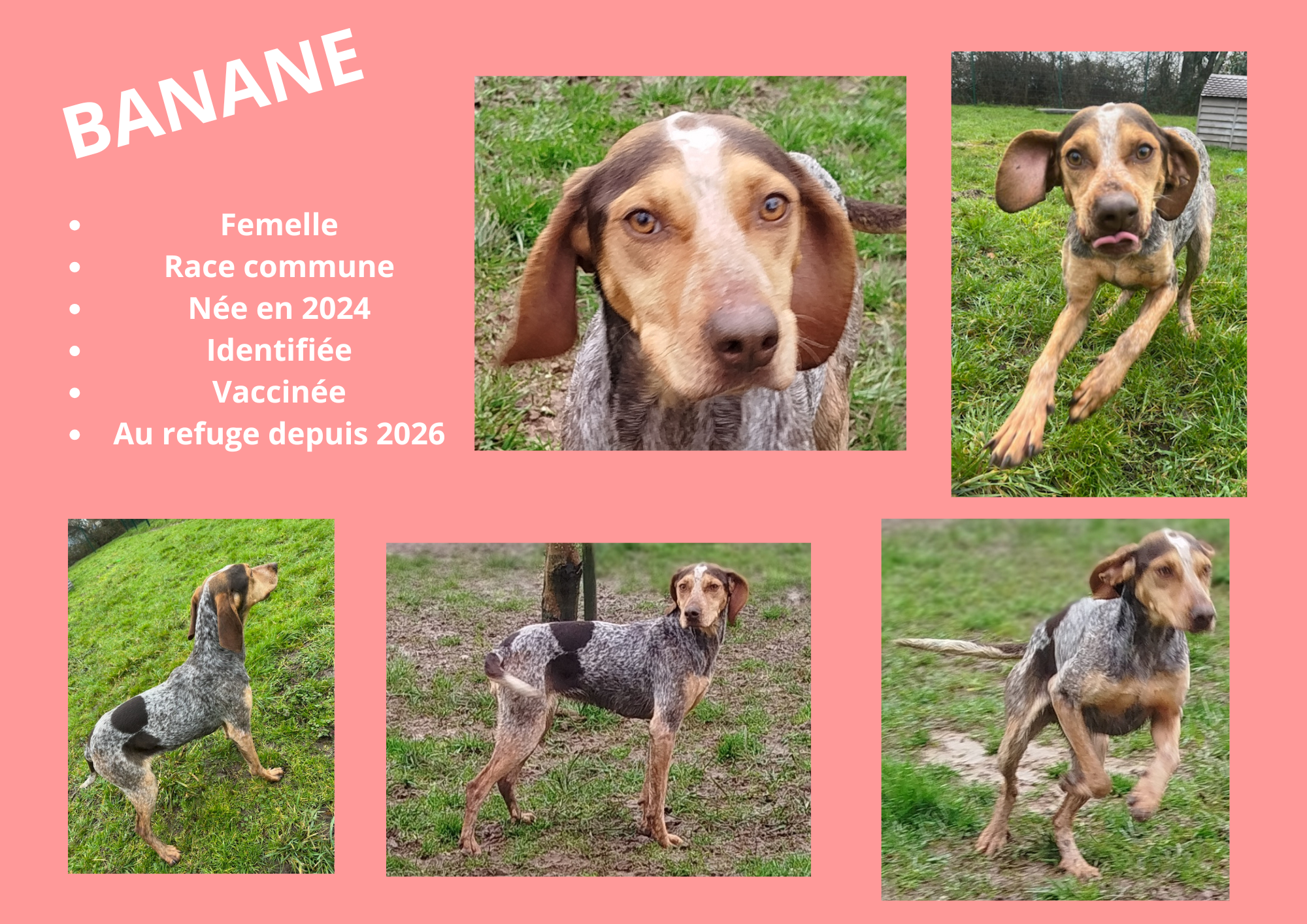 Modele chien male 297 210 mm 