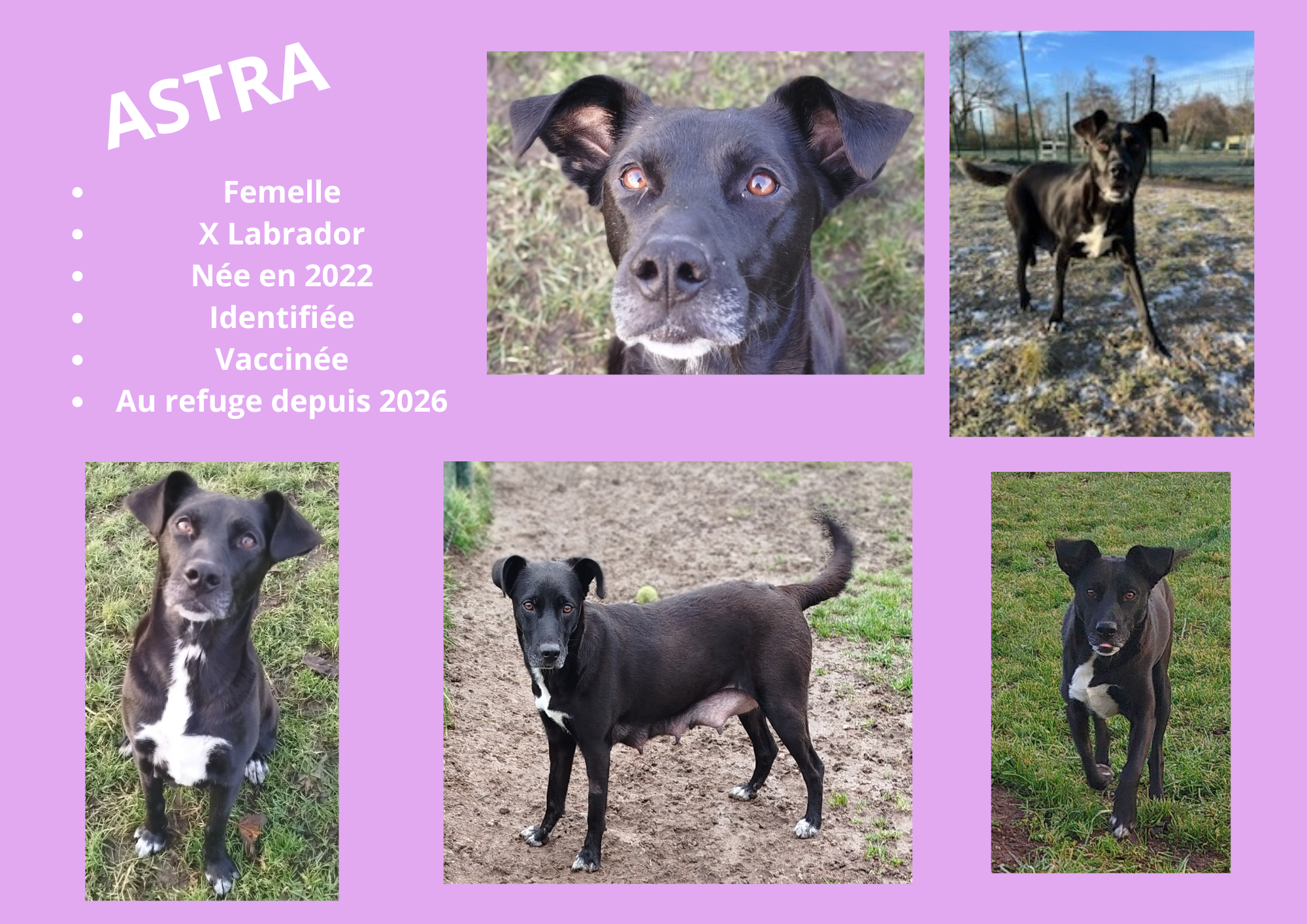 Modele chien male 297 210 mm 53 