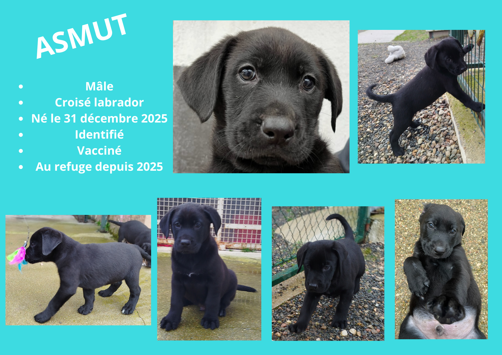 Modele chien male 297 210 mm 9 