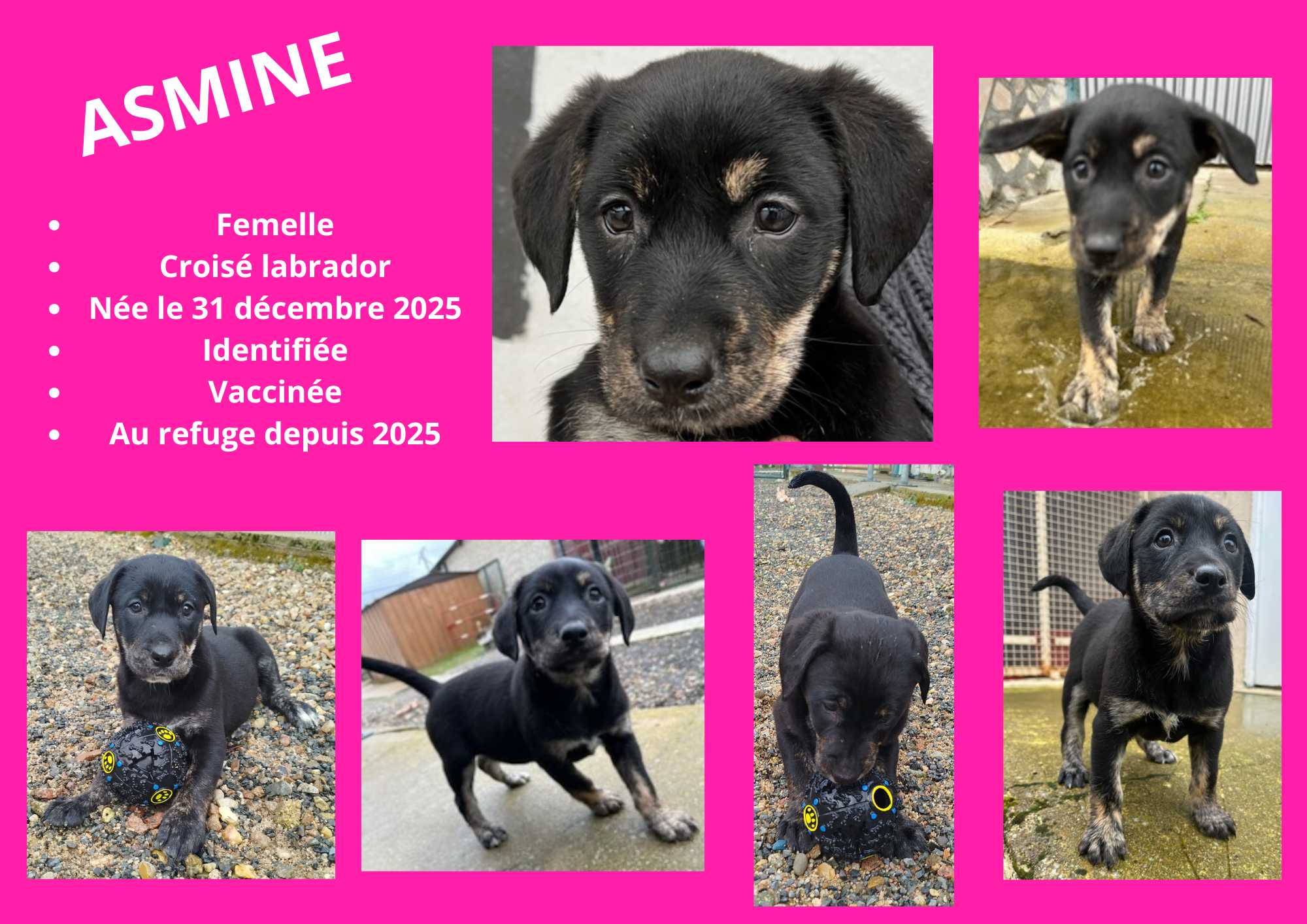 Modele chien male 297 210 mm 7 