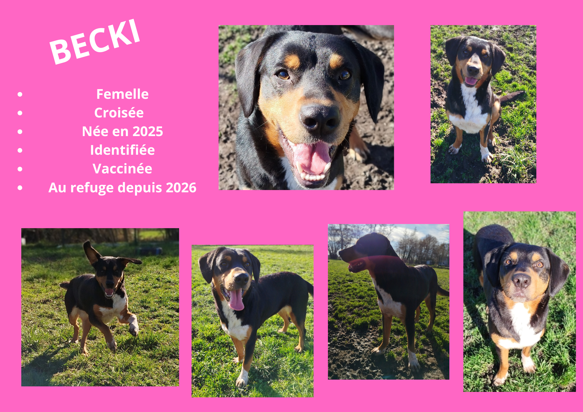 Modele chien male 297 210 mm 12 