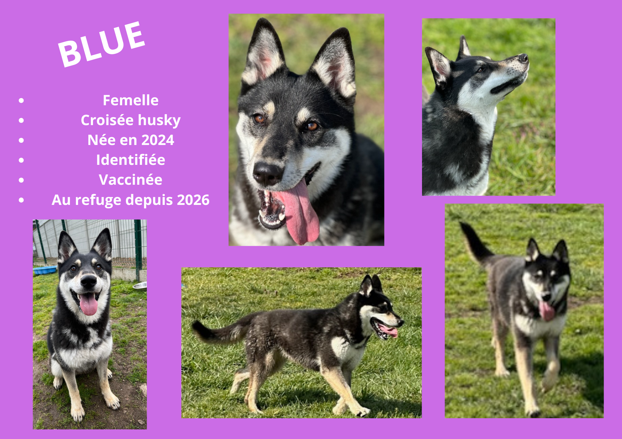 Modele chien male 297 210 mm 16 