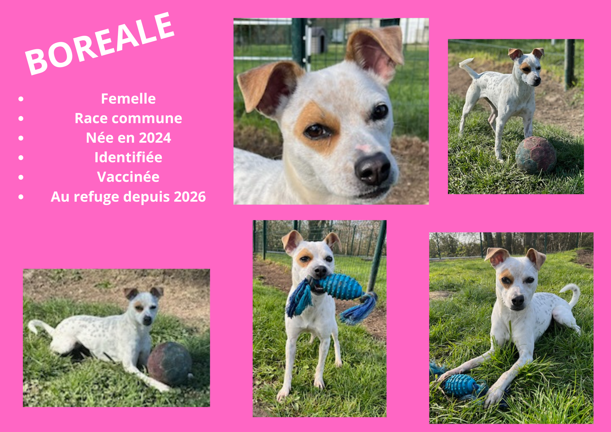 Modele chien male 297 210 mm 14 