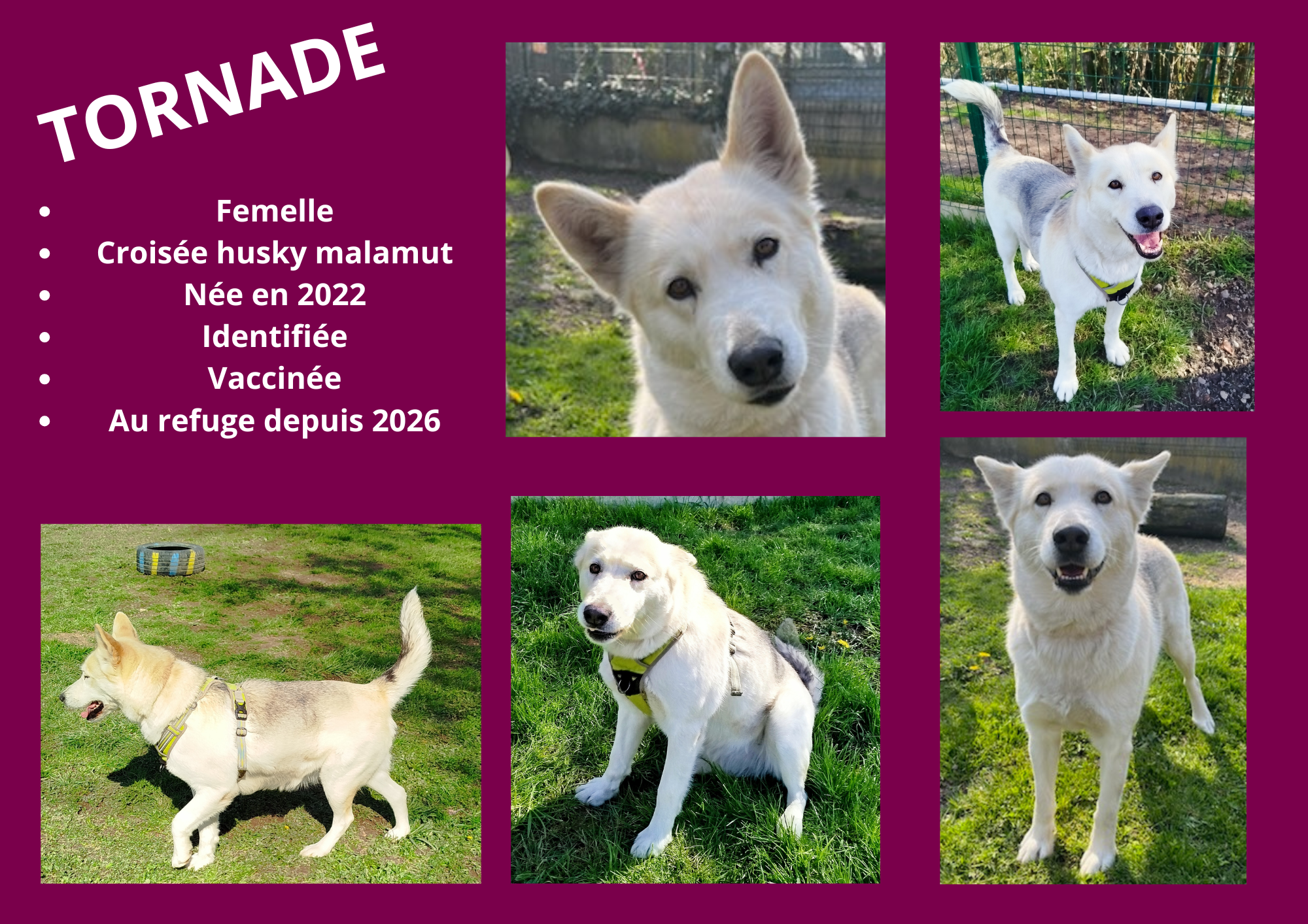 Modele chien male 297 210 mm 17 
