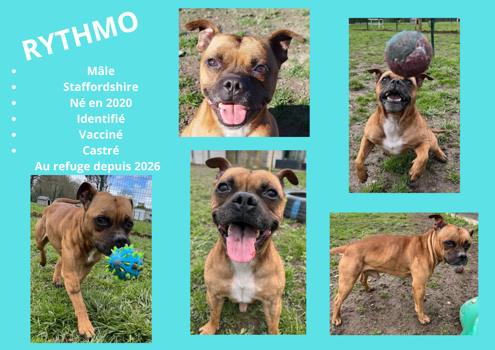 Modele chien male 297 210 mm 18 