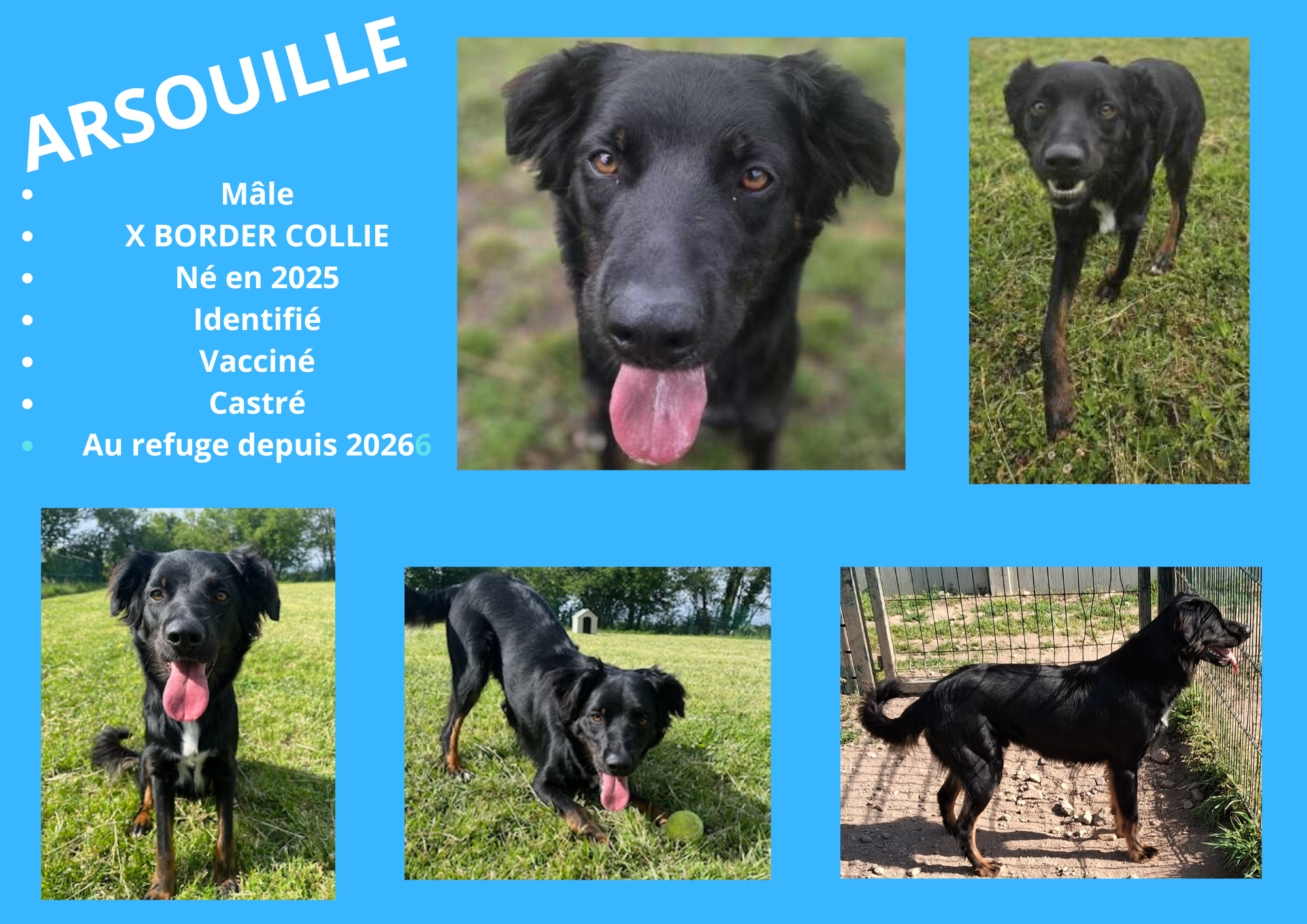 Modele chien male 297 210 mm 2 