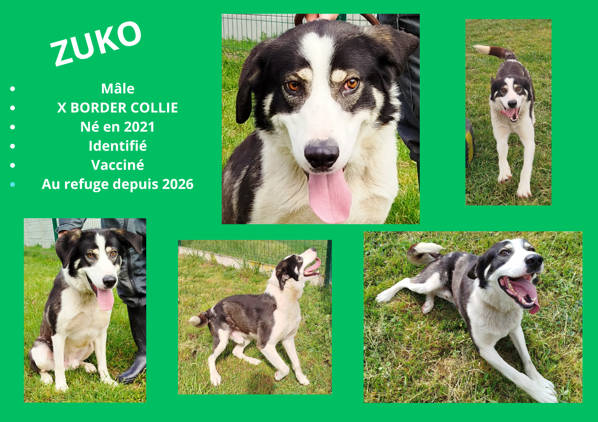 Modele chien male 297 210 mm 4 