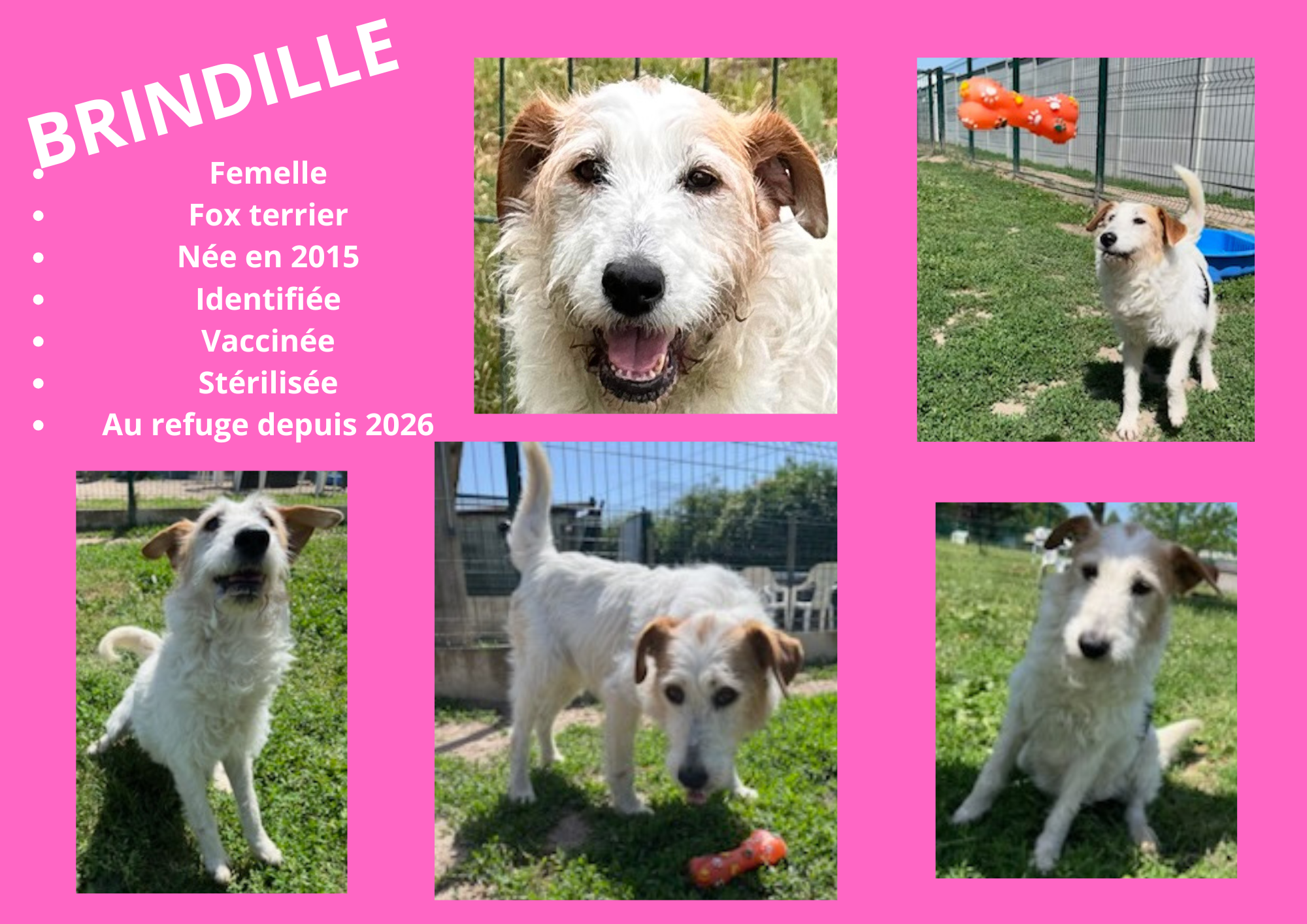 Modele chien male 297 210 mm 9 