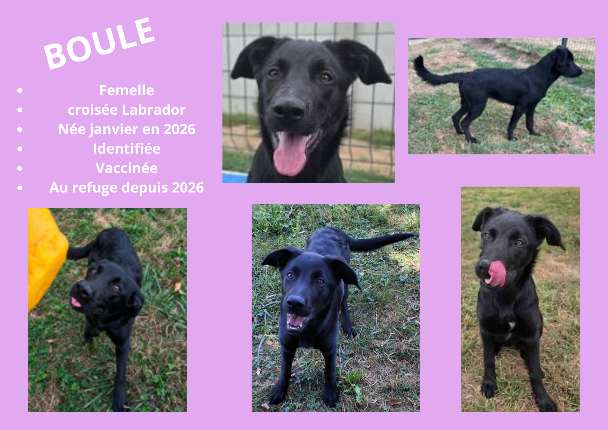 Modele chien male 297 210 mm 13 