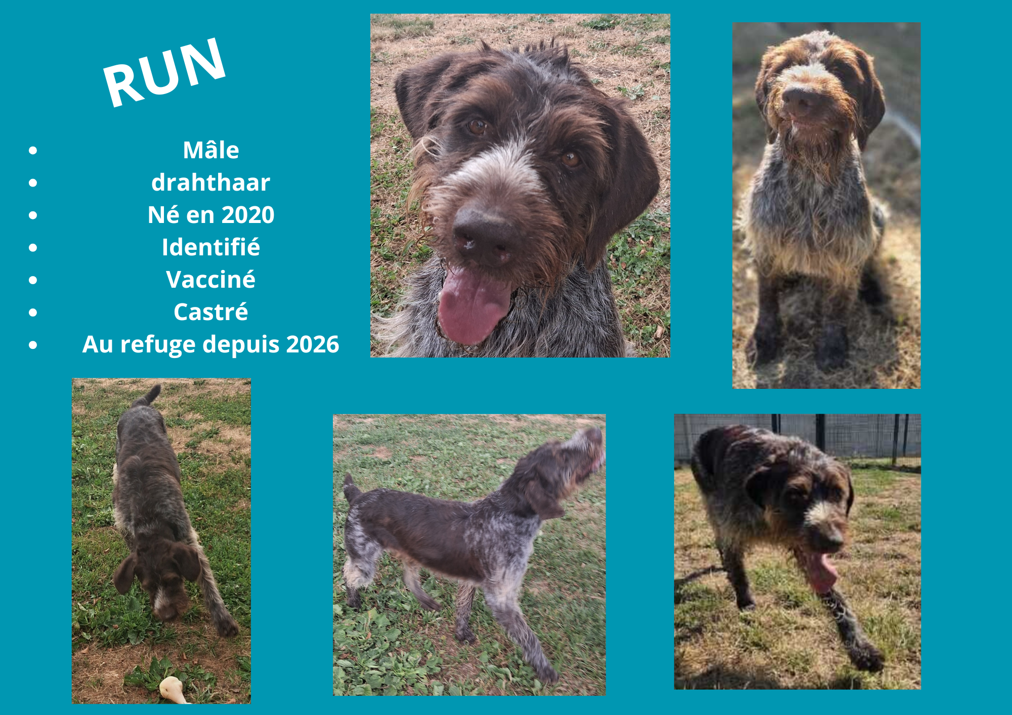 Modele chien male 297 210 mm 12 