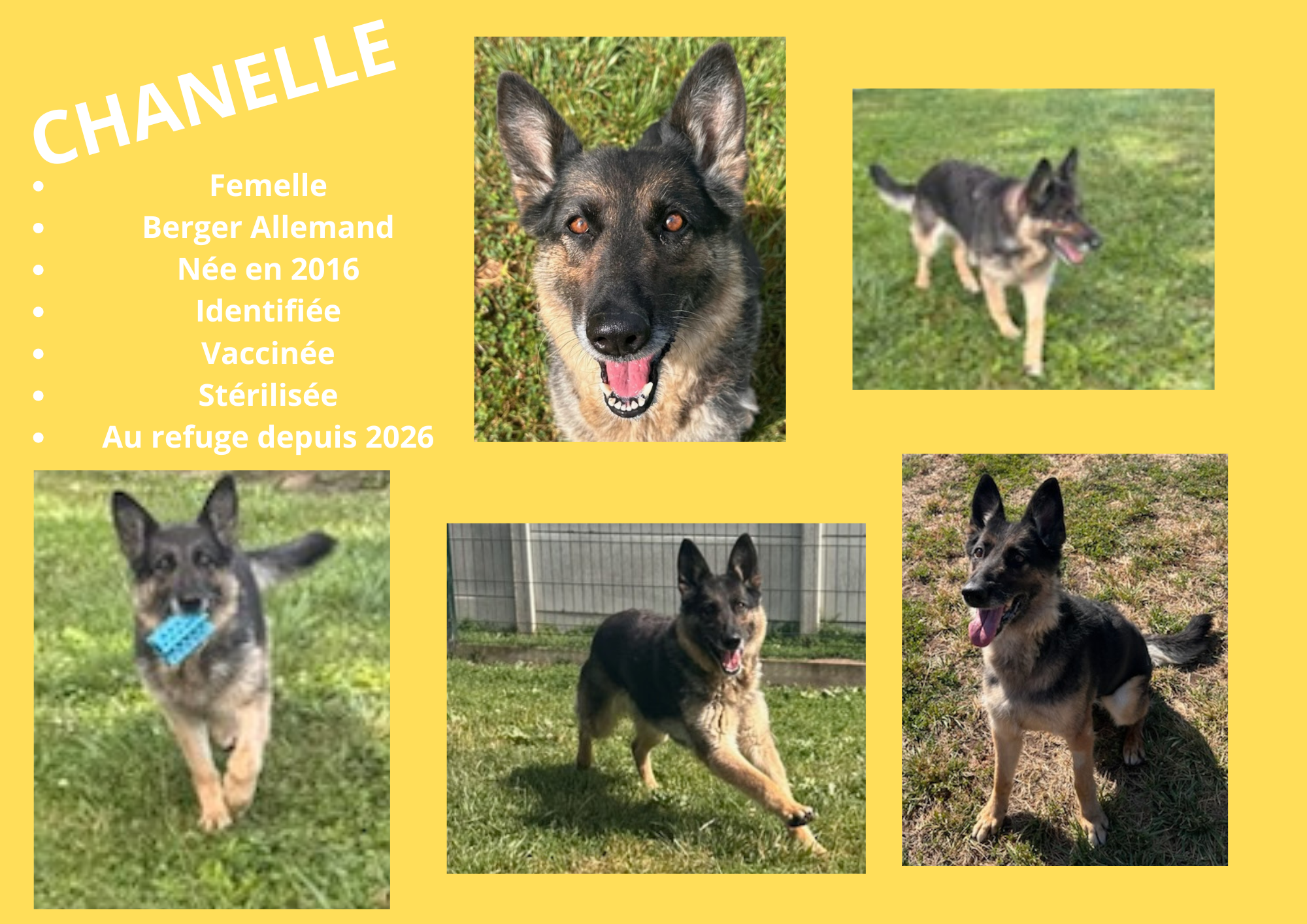 Modele chien male 297 210 mm 11 