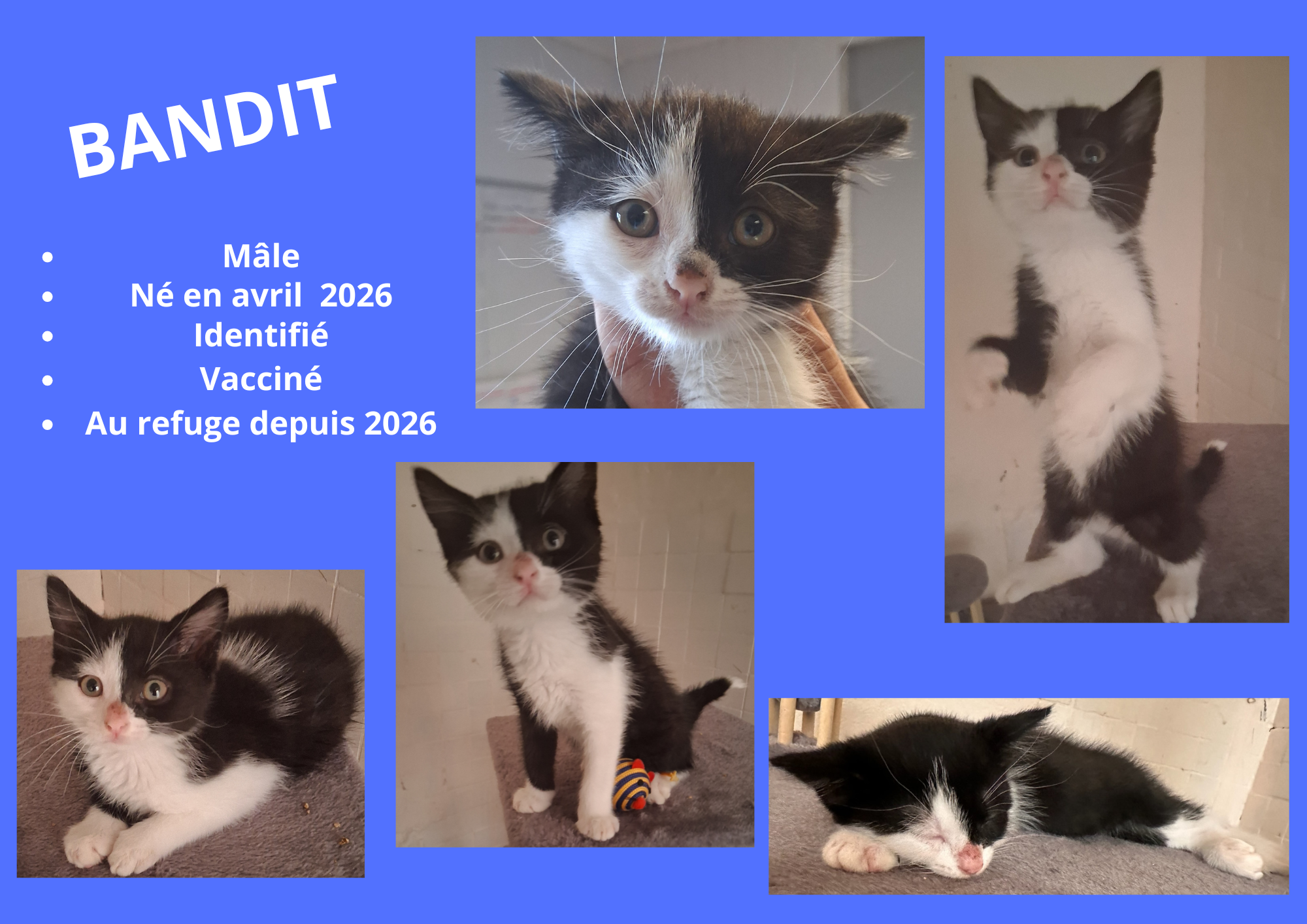  modele chat male 297 210 mm 13 