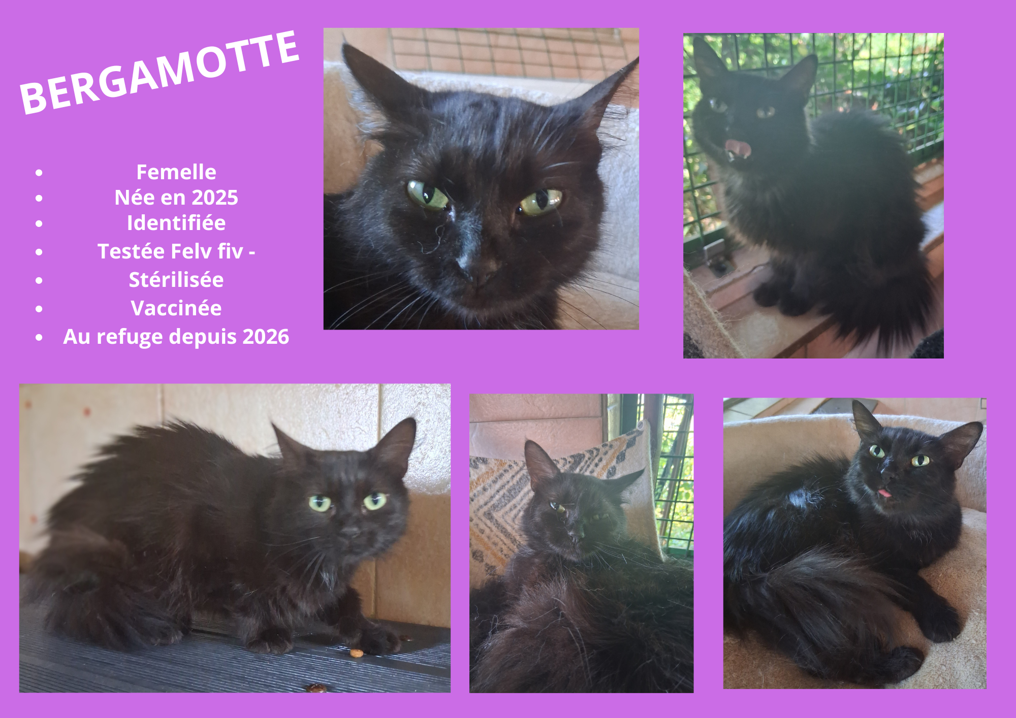  modele chat male 297 210 mm 15 