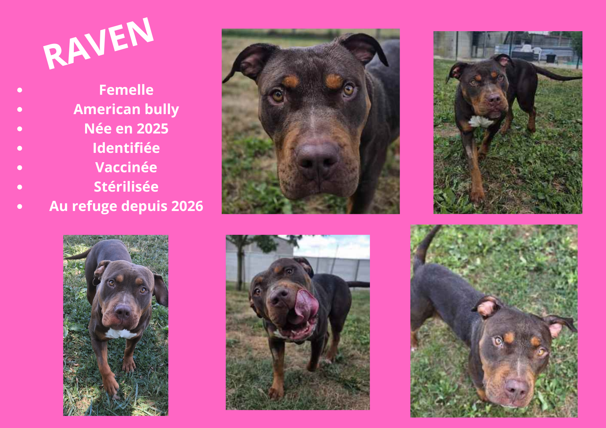 Modele chien male 297 210 mm 17 