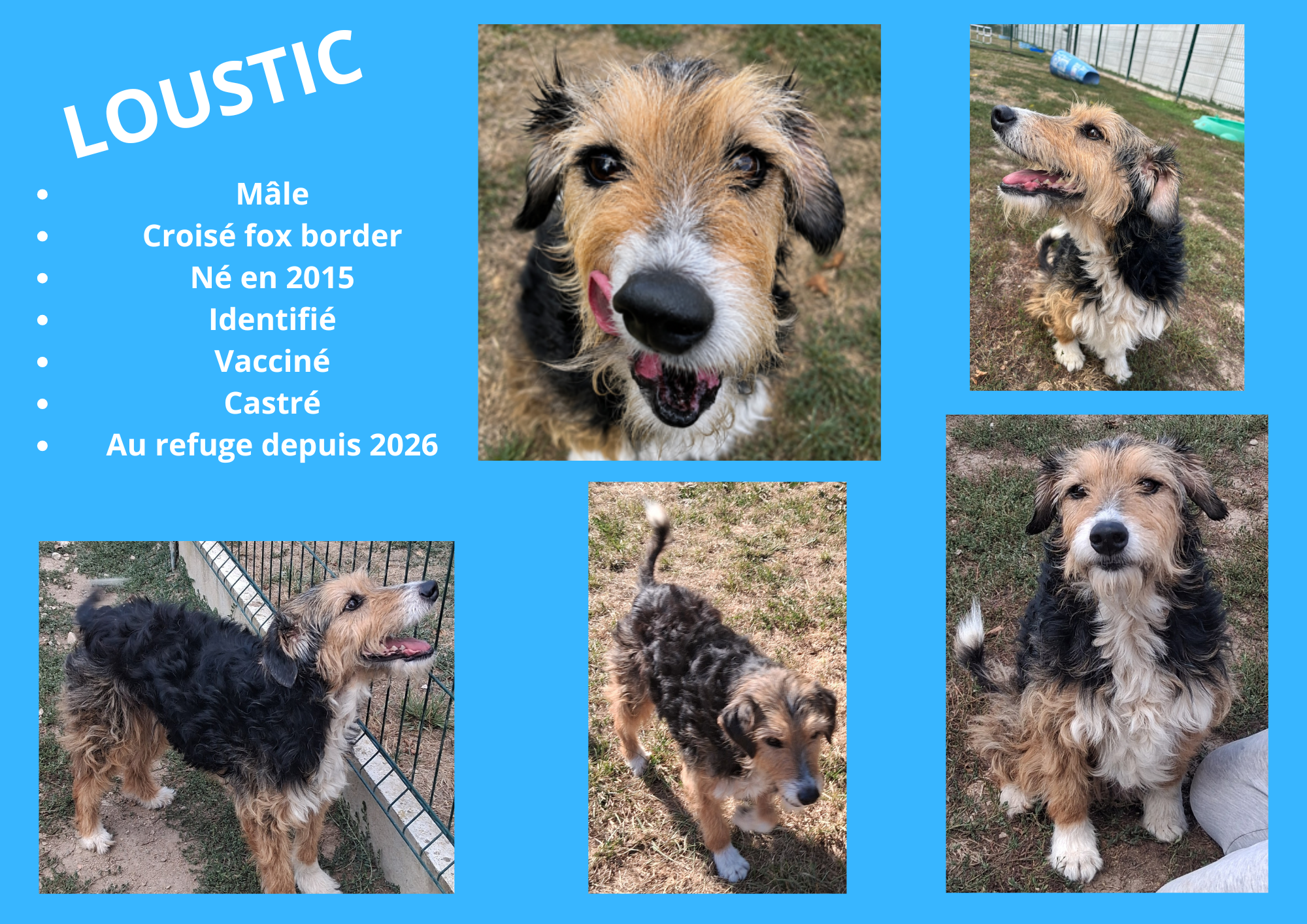 Modele chien male 297 210 mm 1 