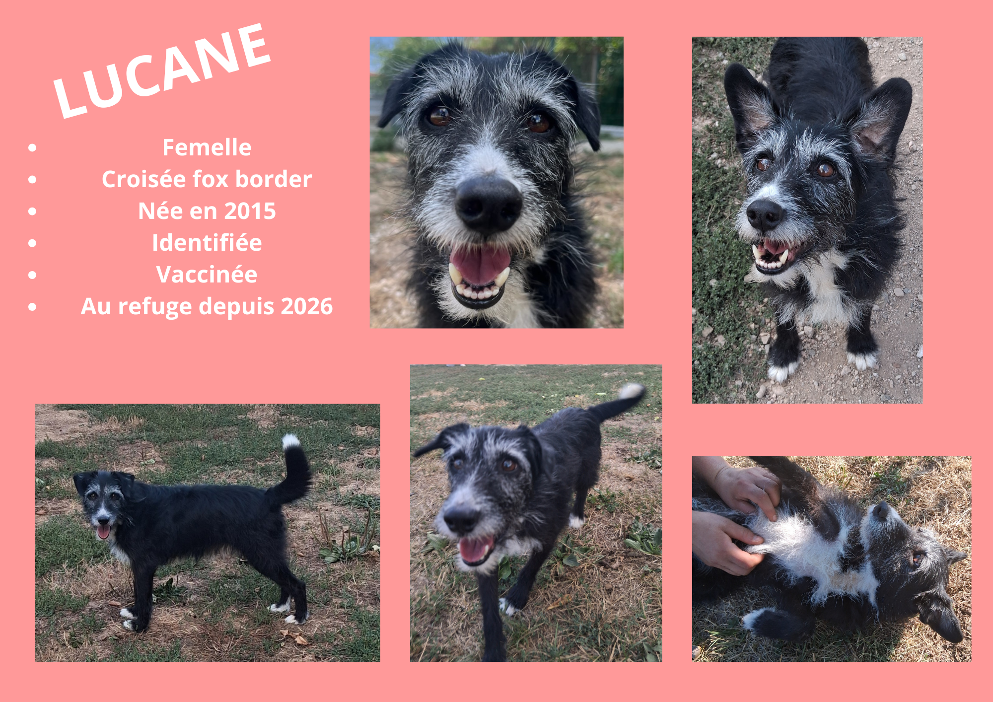 Modele chien male 297 210 mm 