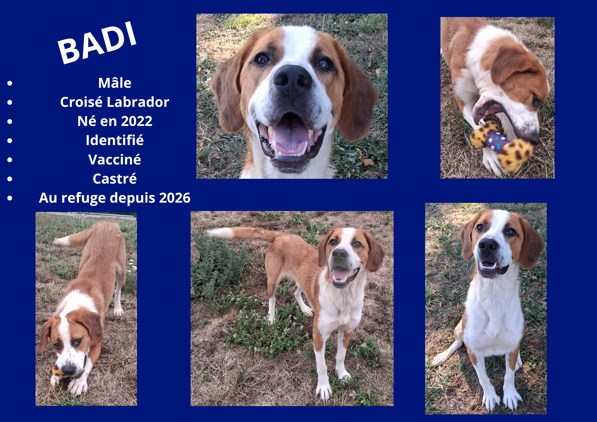 Modele chien male 297 210 mm 2 