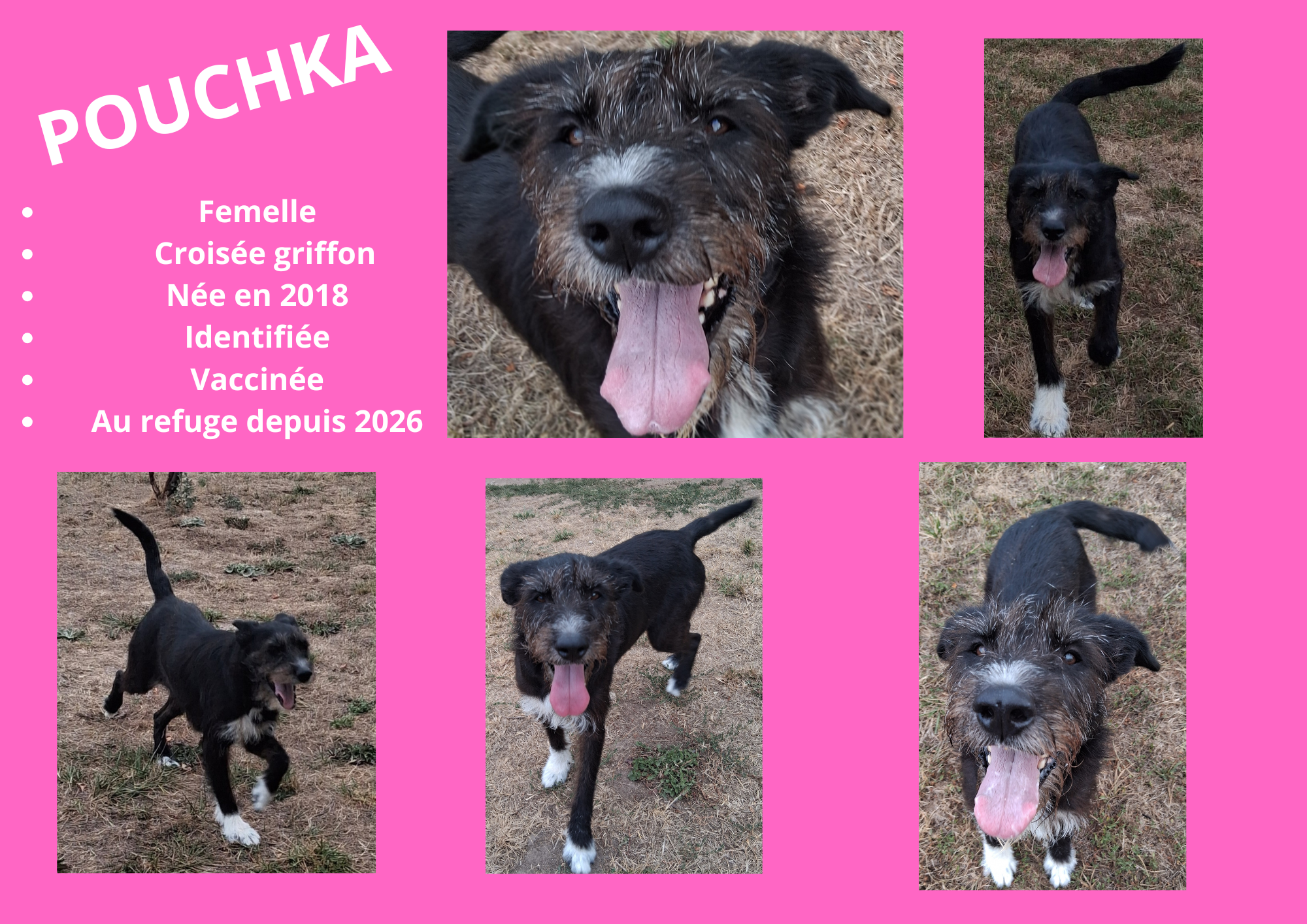 Modele chien male 297 210 mm 22 
