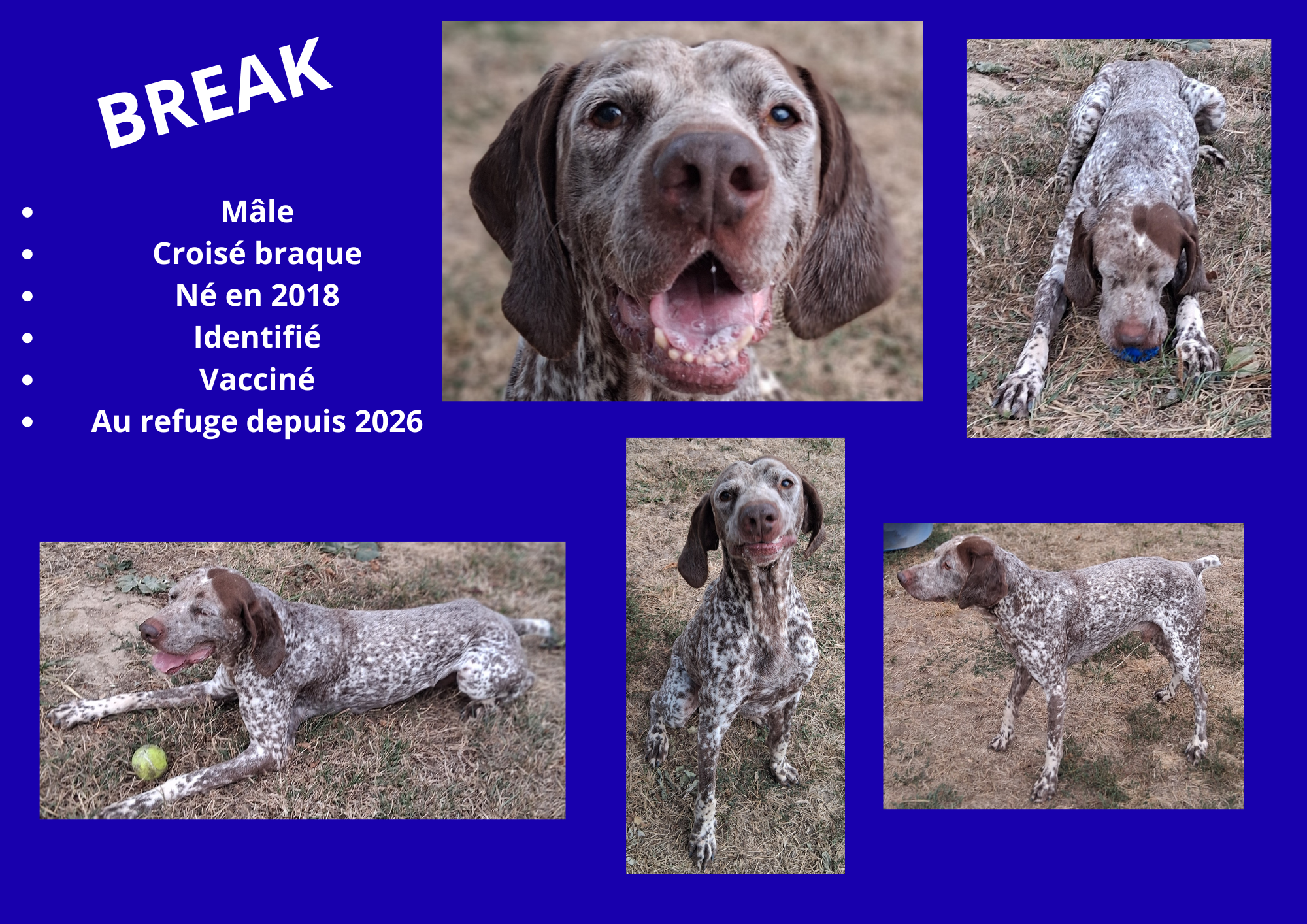 Modele chien male 297 210 mm 24 