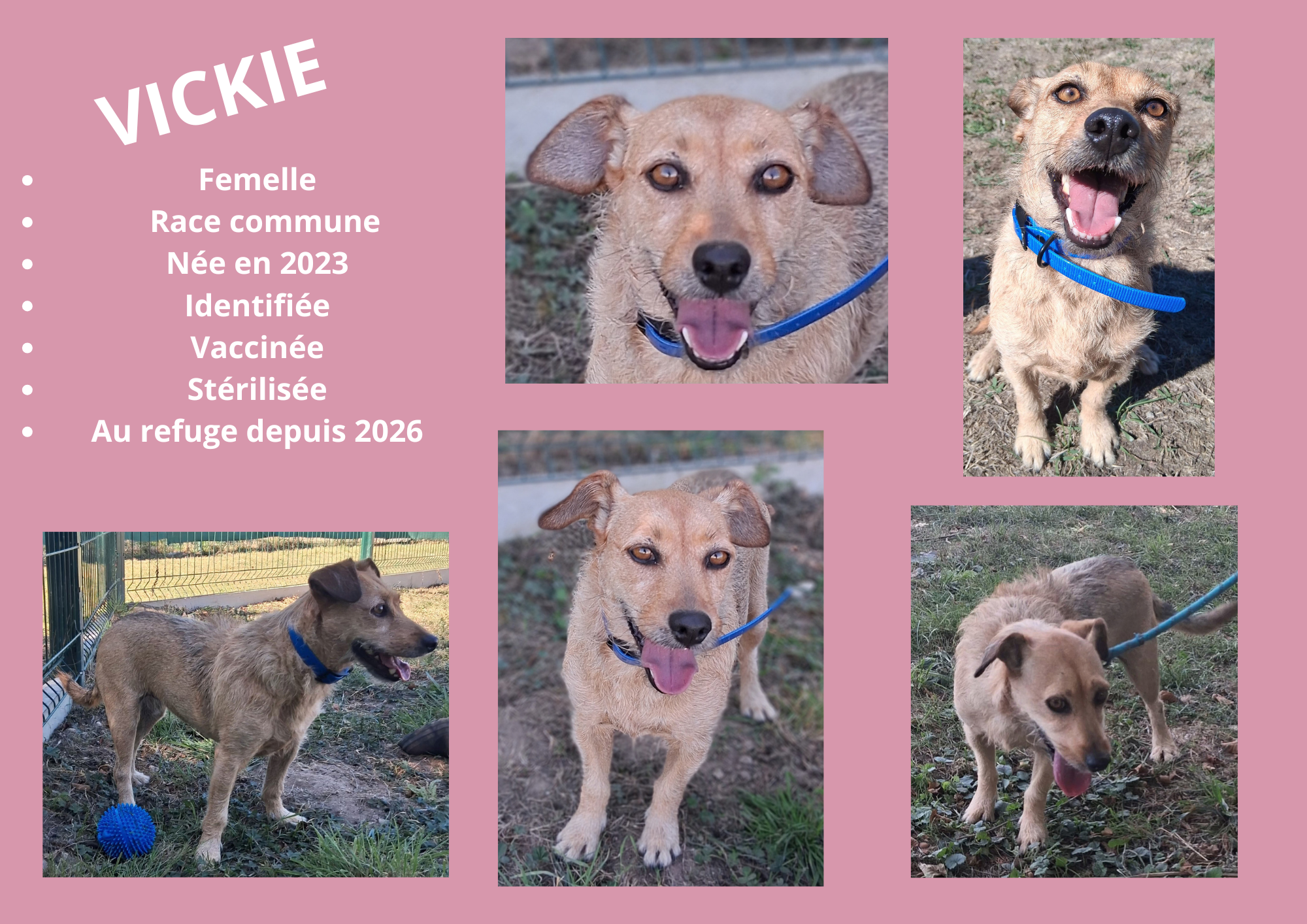 Modele chien male 297 210 mm 27 