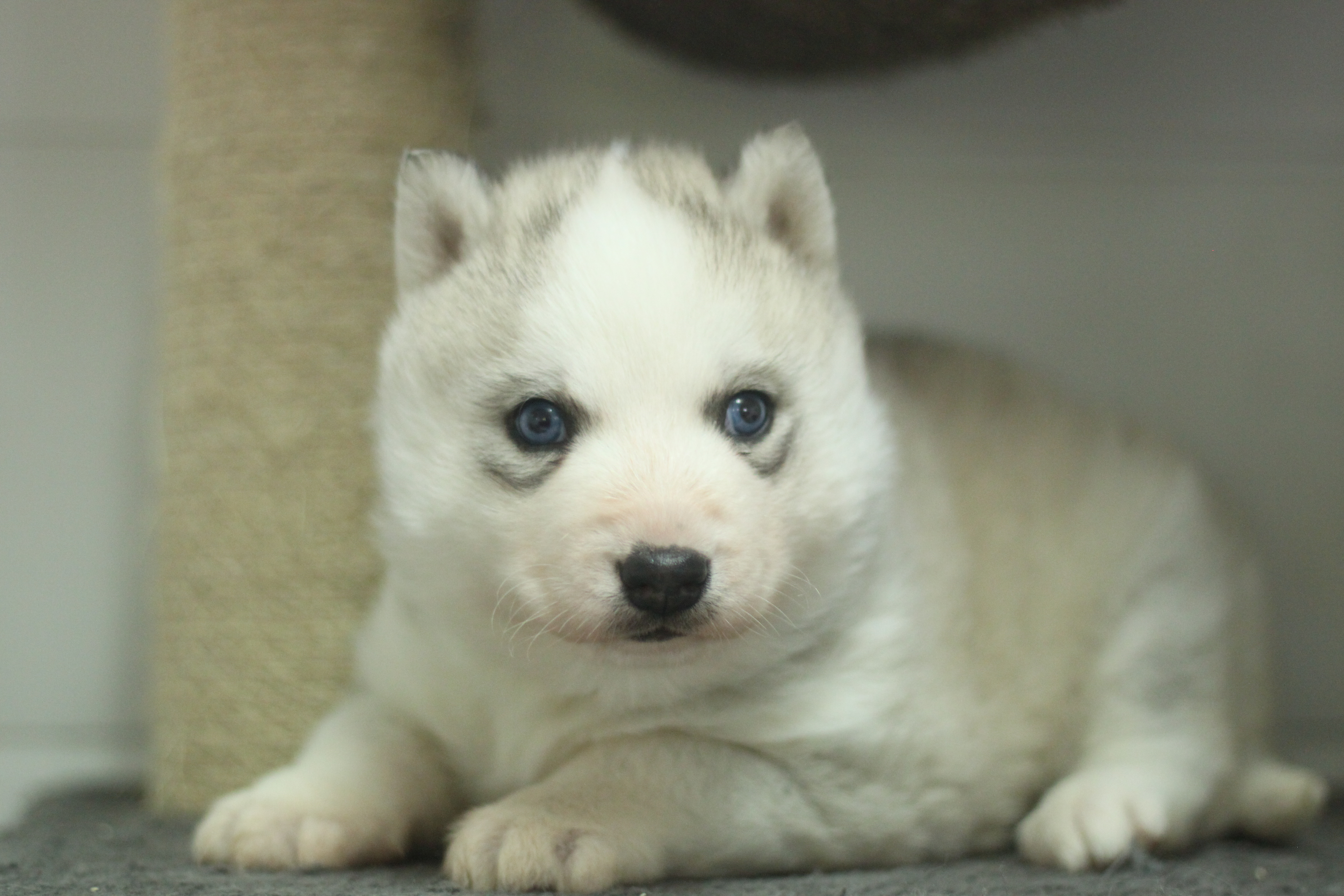 Naissance du 30 décembre 2025