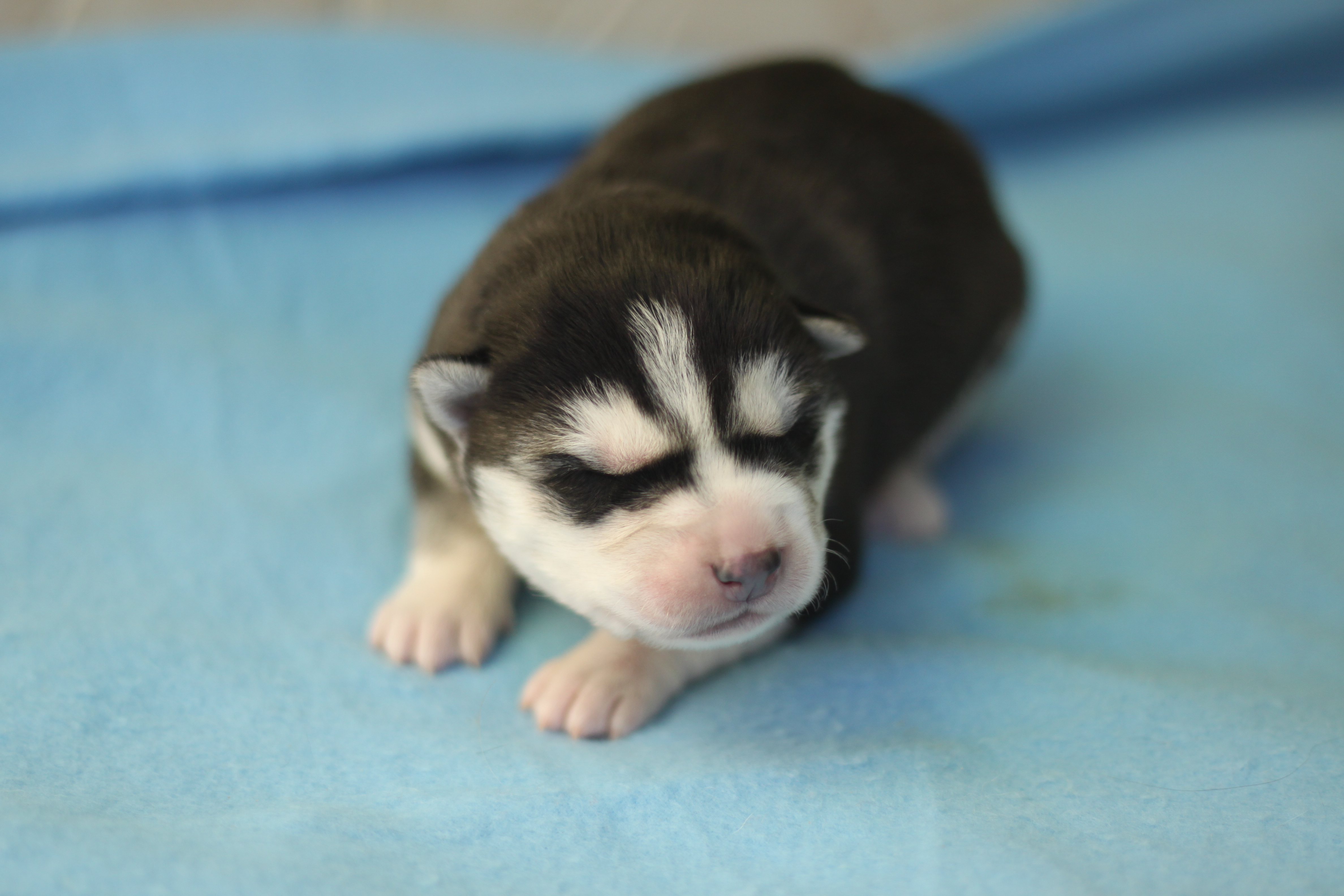 Naissance du 25 décembre 2025