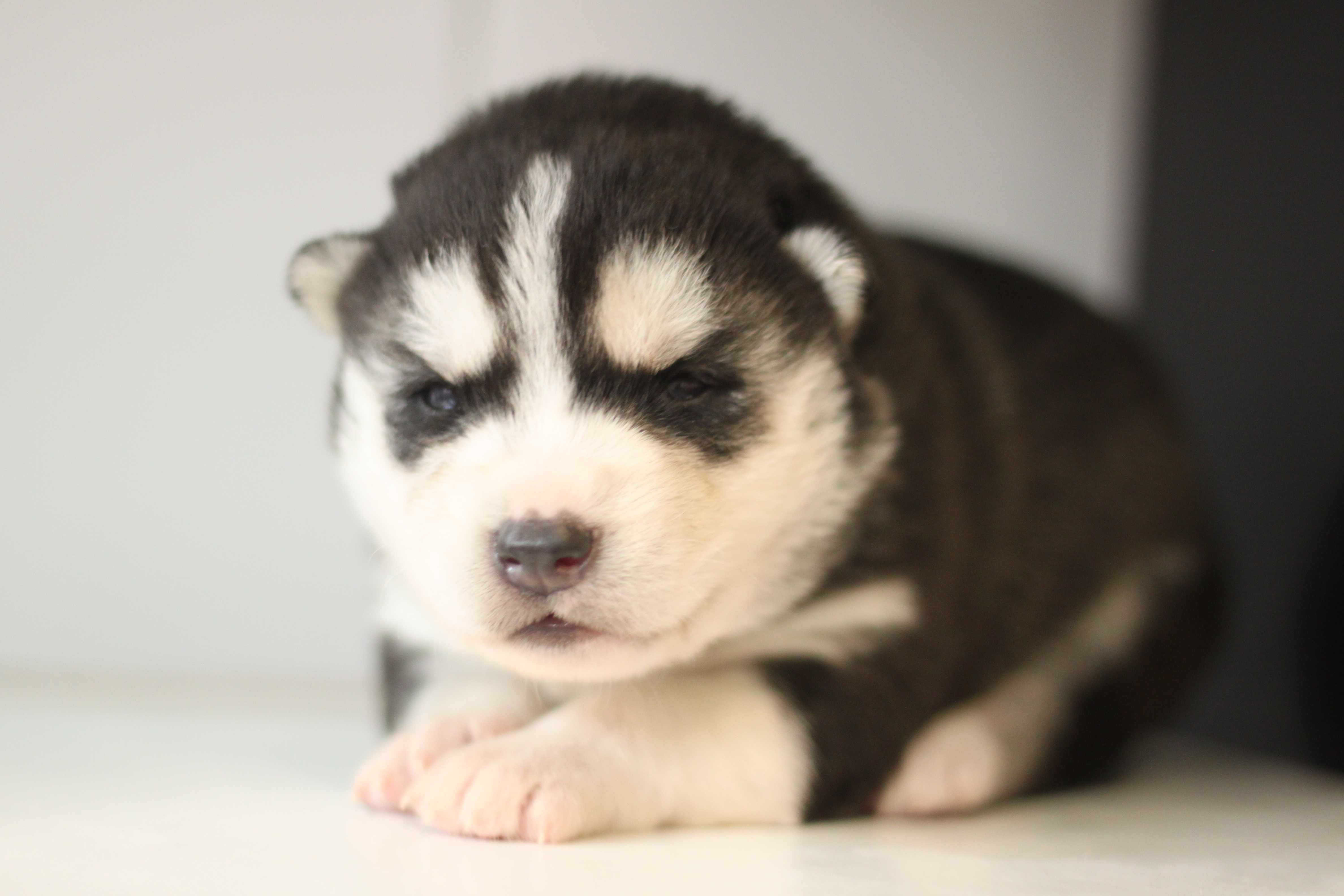 Naissance du 25 décembre 2025