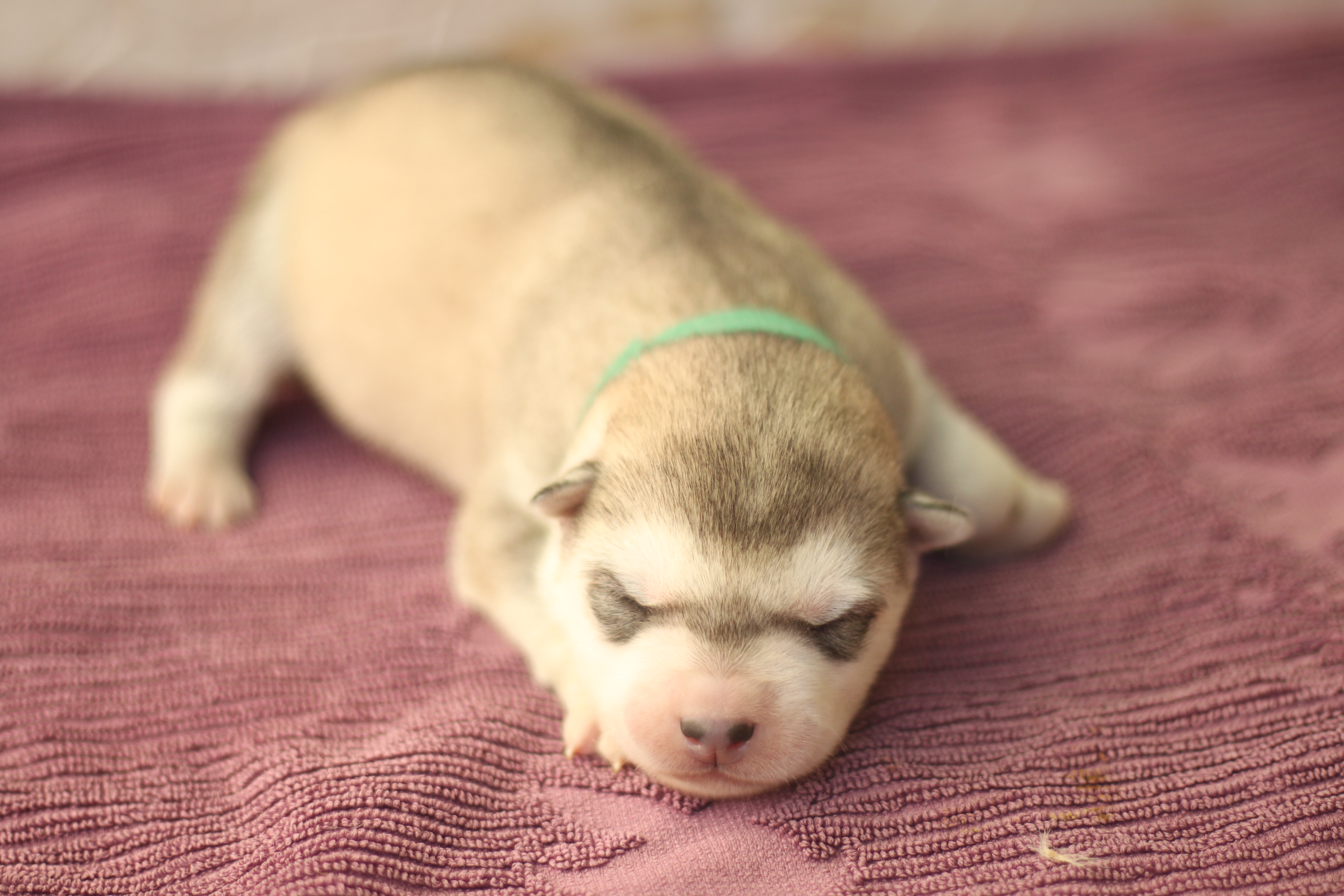 Naissance du 25 décembre 2025