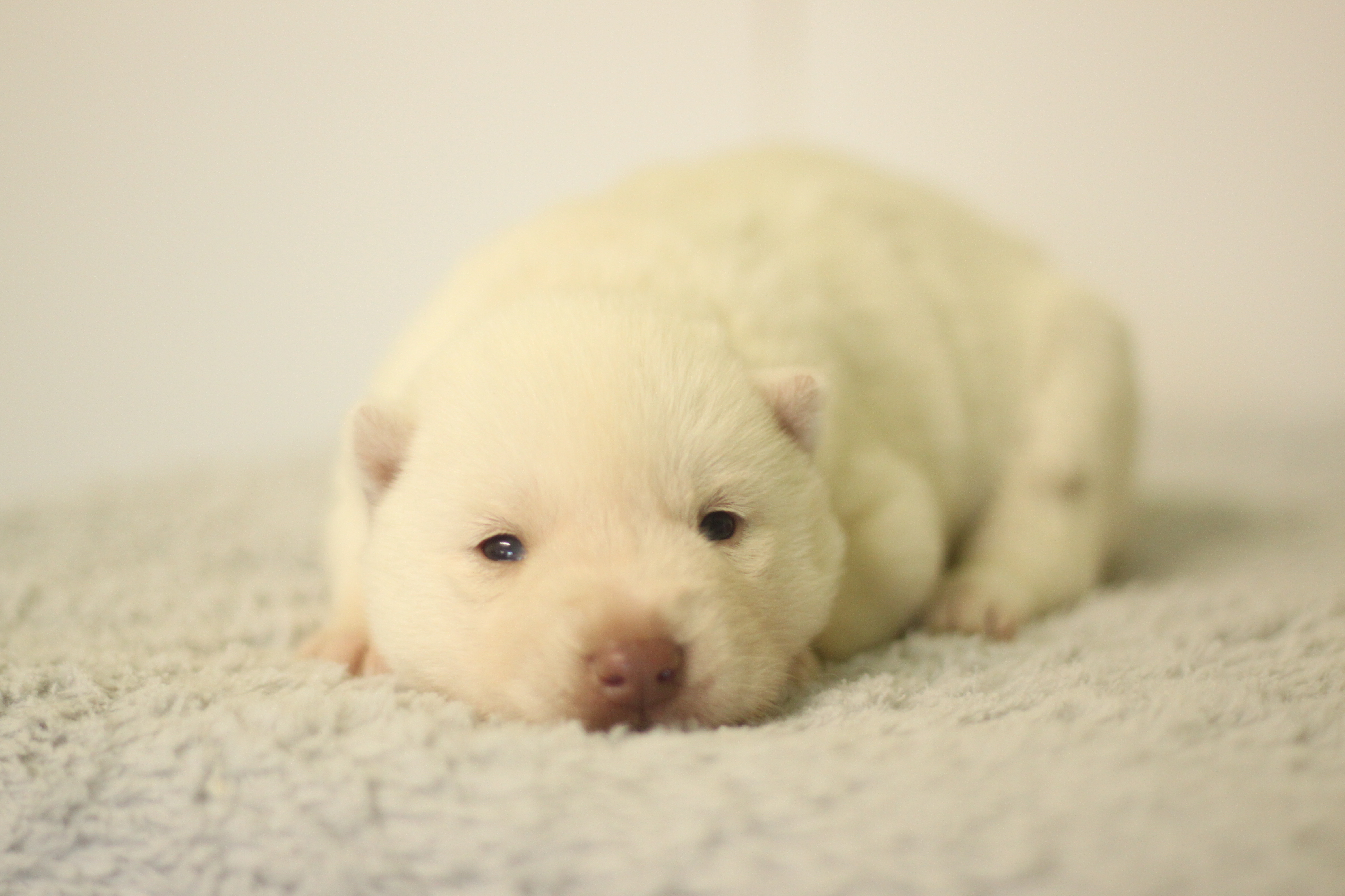 Naissance du 25 décembre 2025