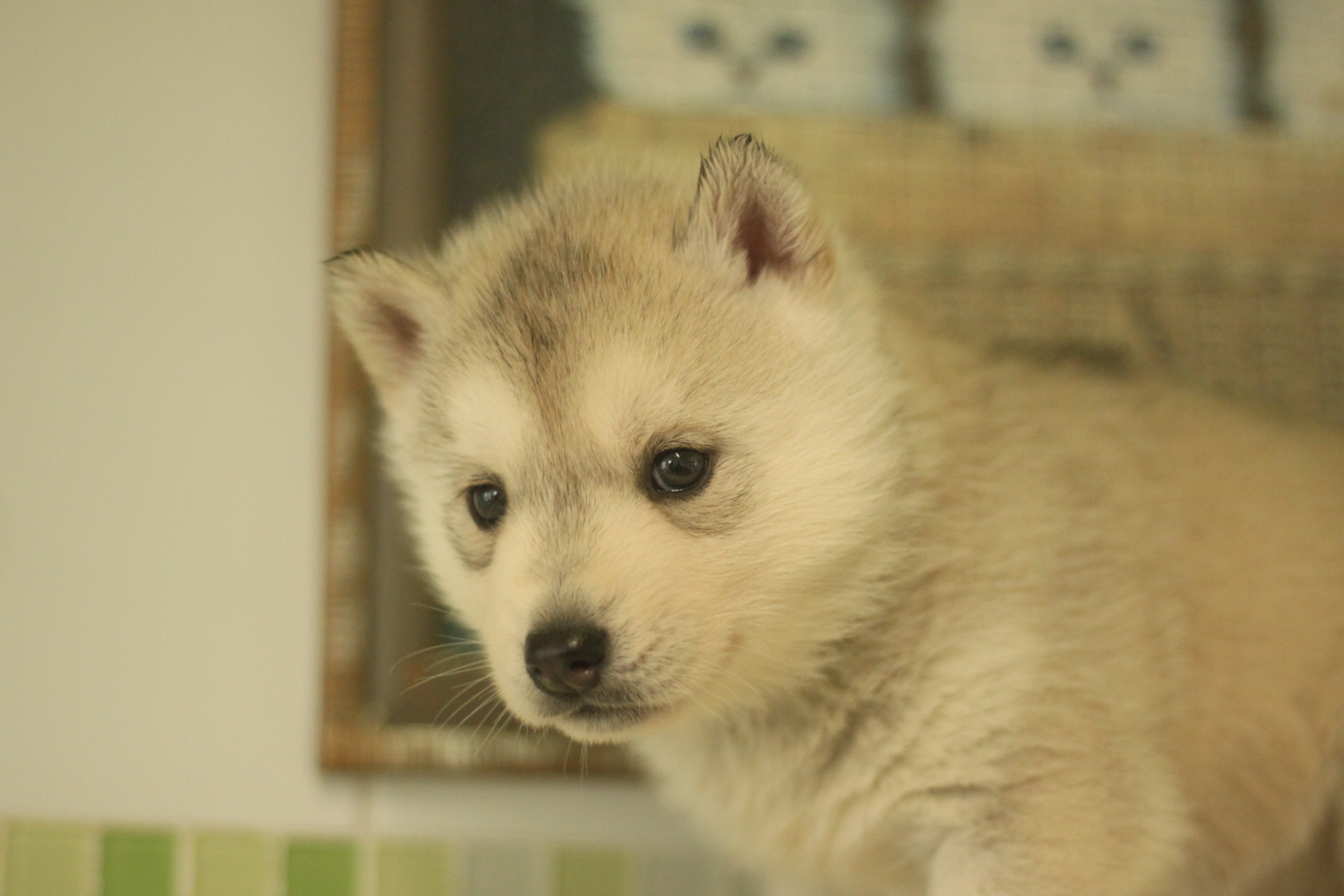 Naissance du 25 décembre 2025