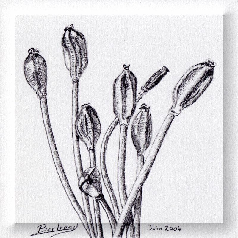 Tulipe dessin 1 cadre transparent 800x799 