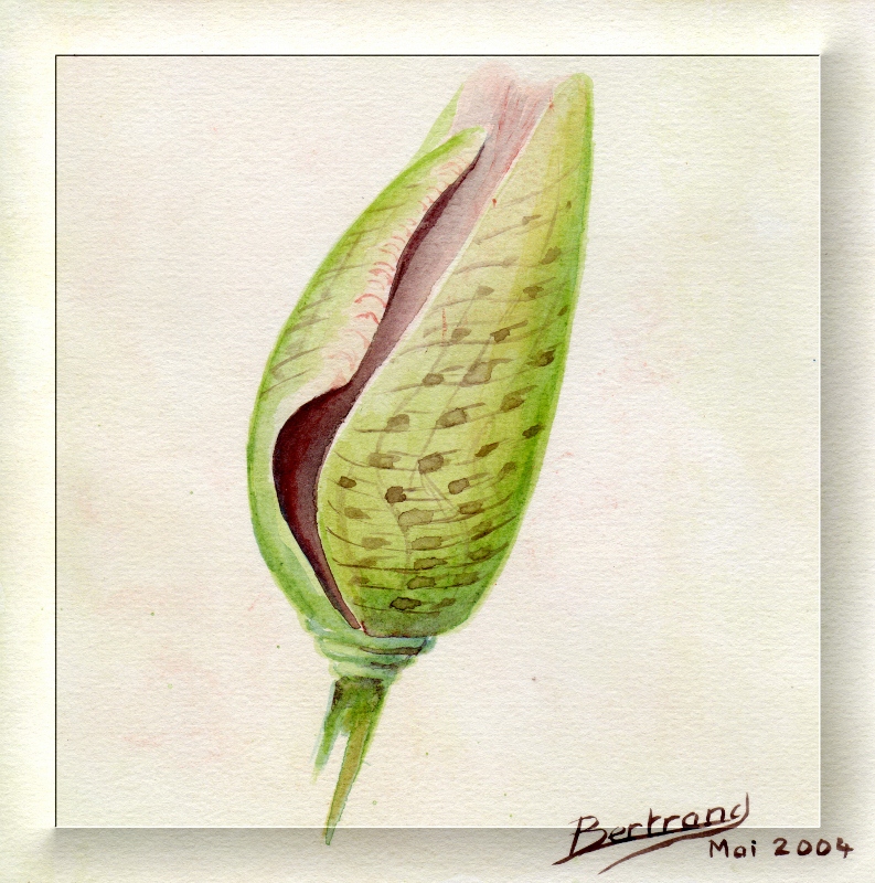 Tulipe dessin 2 cadre transparent 793x800 