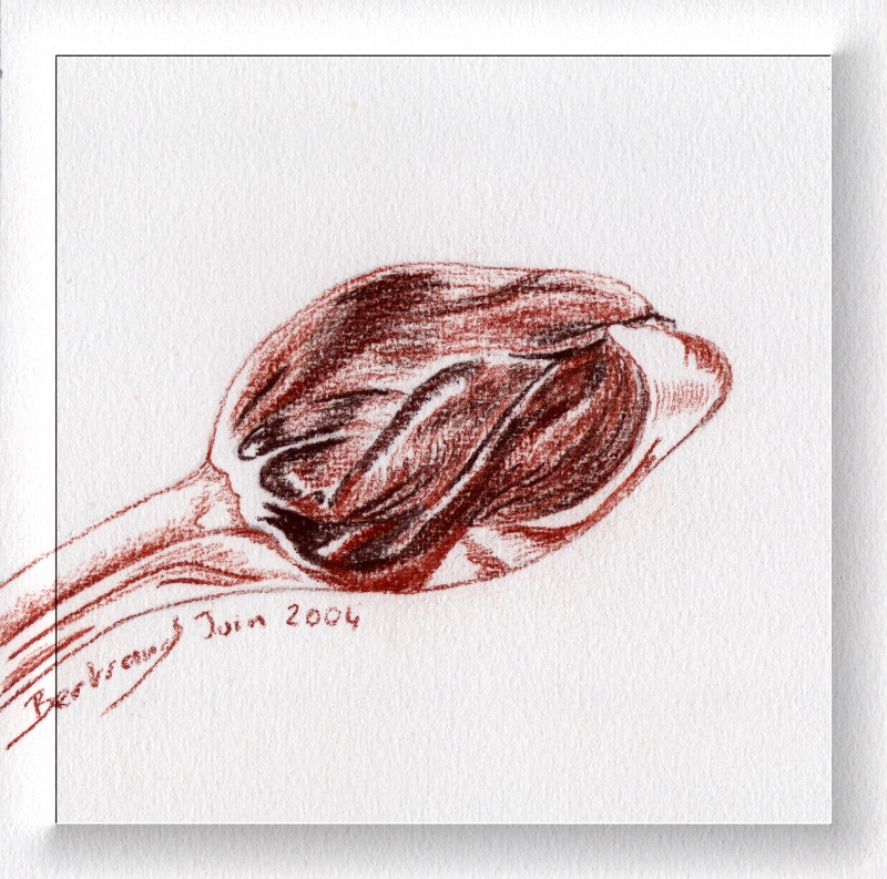 Tulipe dessin 3 cadre transparent 800x793 