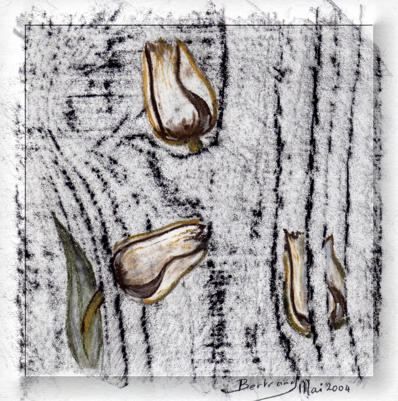 Tulipe dessin 4 cadre transparent 793x800 
