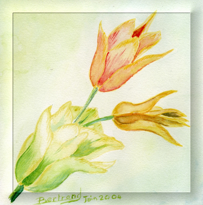 Tulipe dessin 5 cadre transparent 793x800 