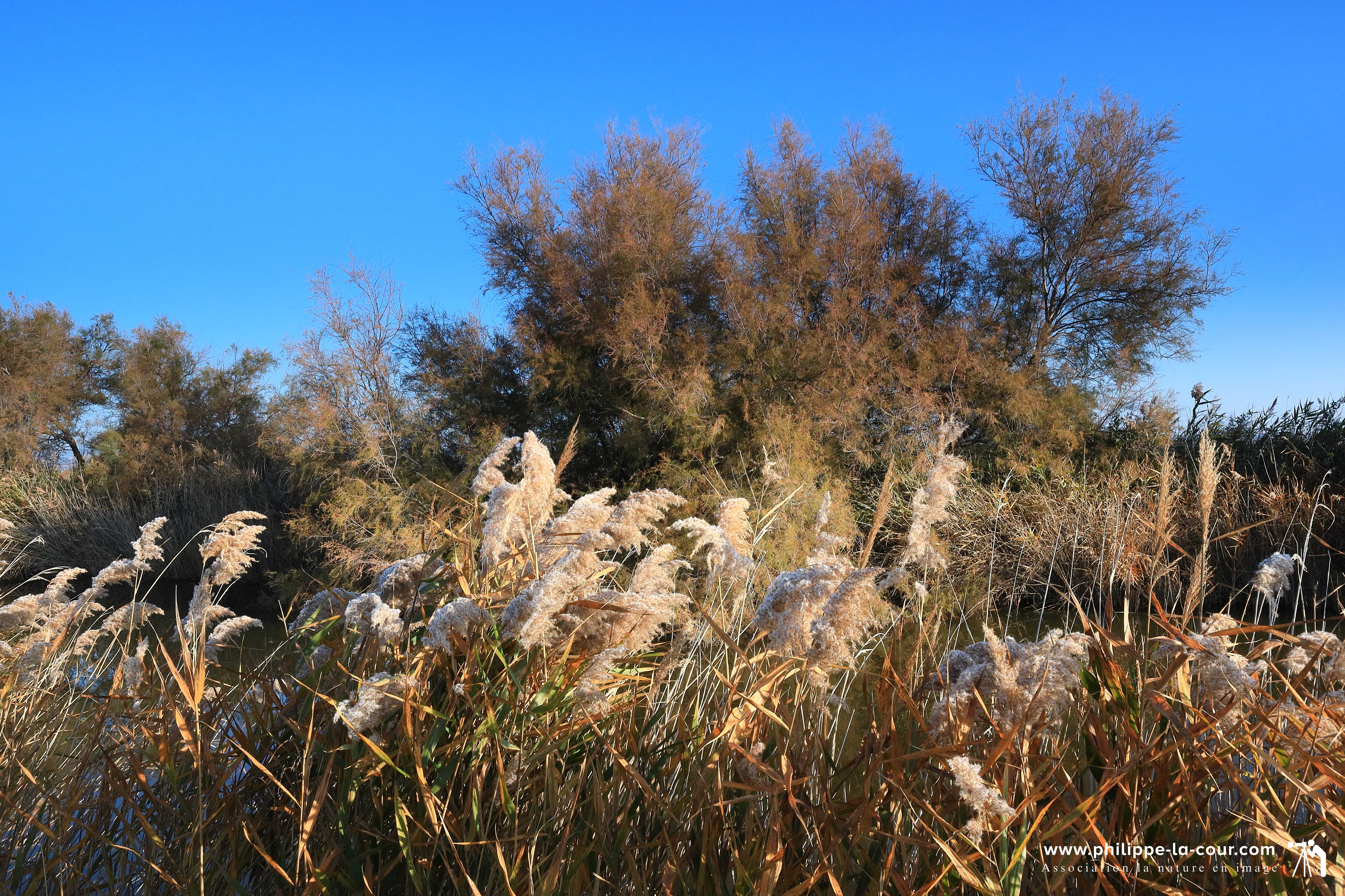 5x8a8366 camargue gardoise resultat