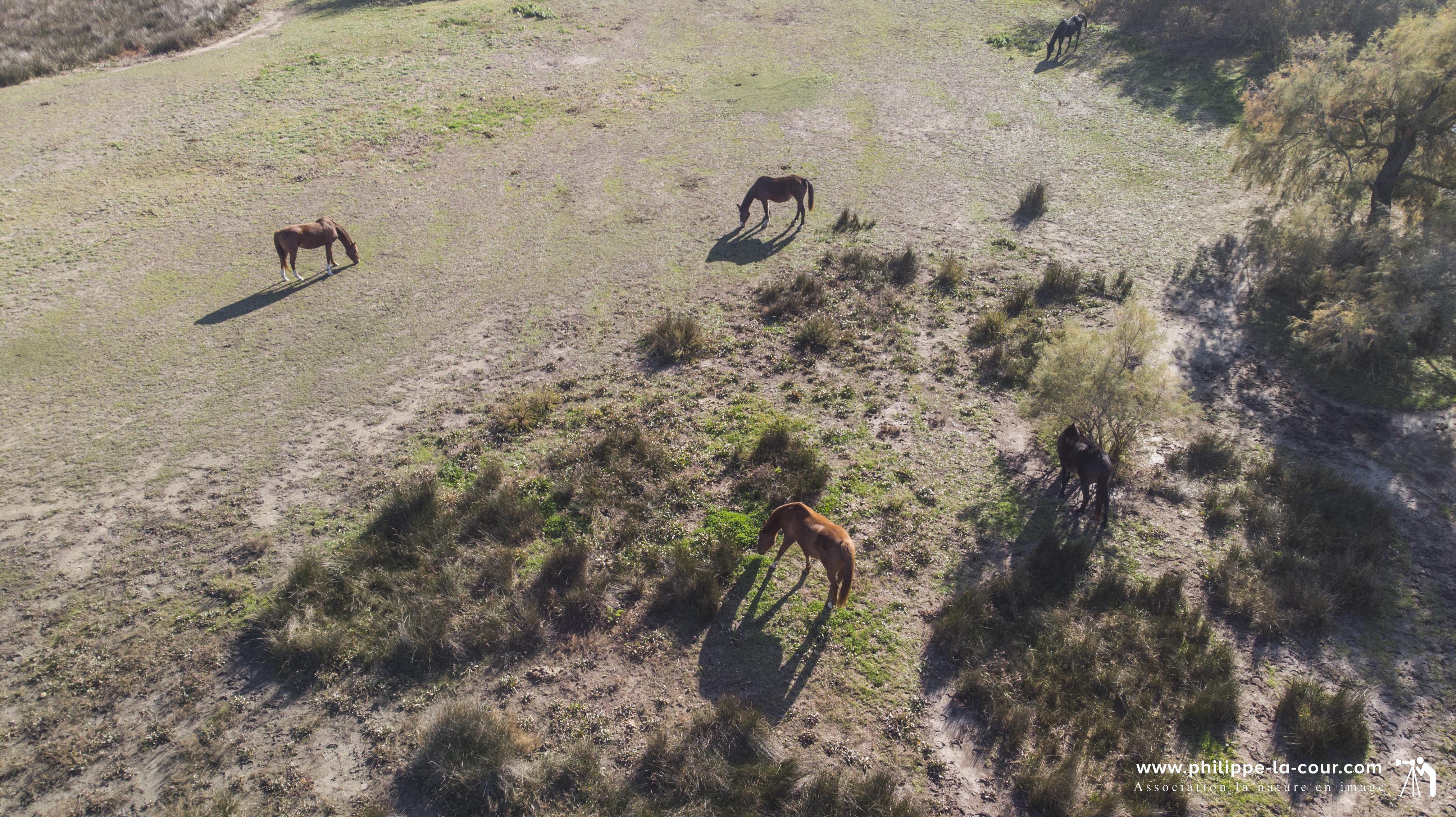 Dji 0214 camargue gardoise resultat