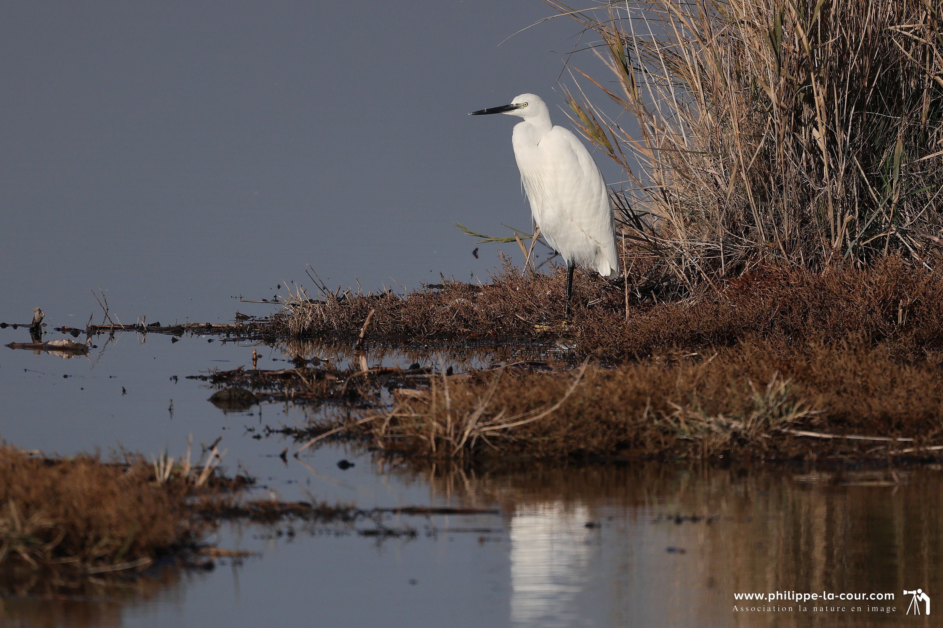 4x3a1934 aigrette garzette resultat