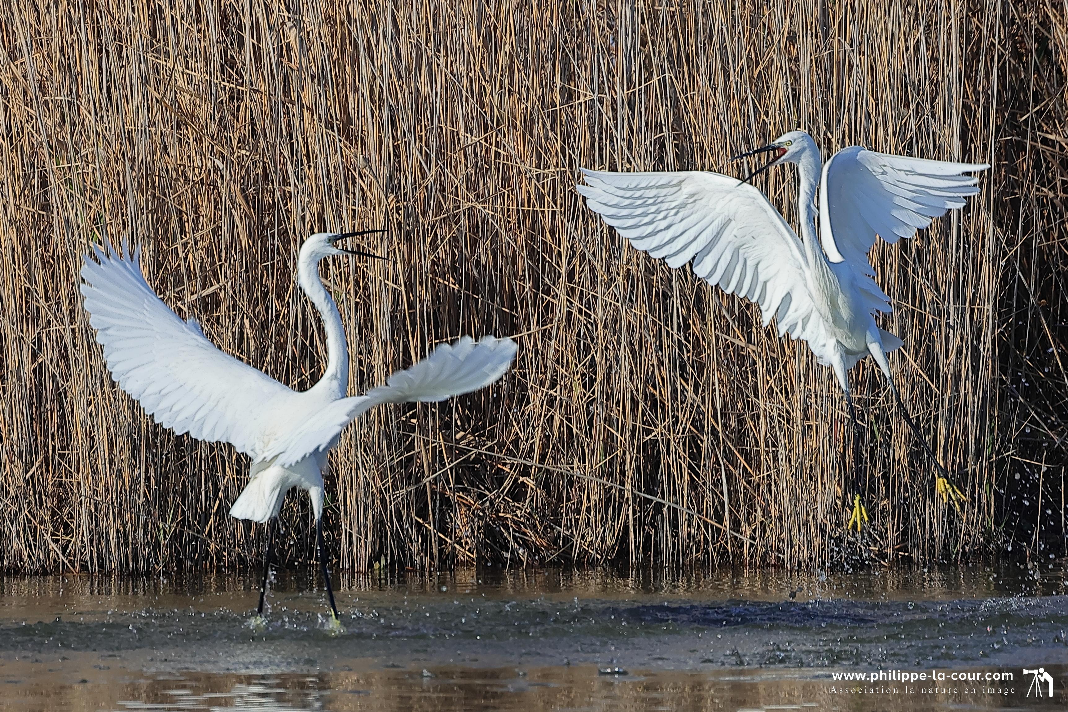 4x3a1939 aigrette garzette resultat