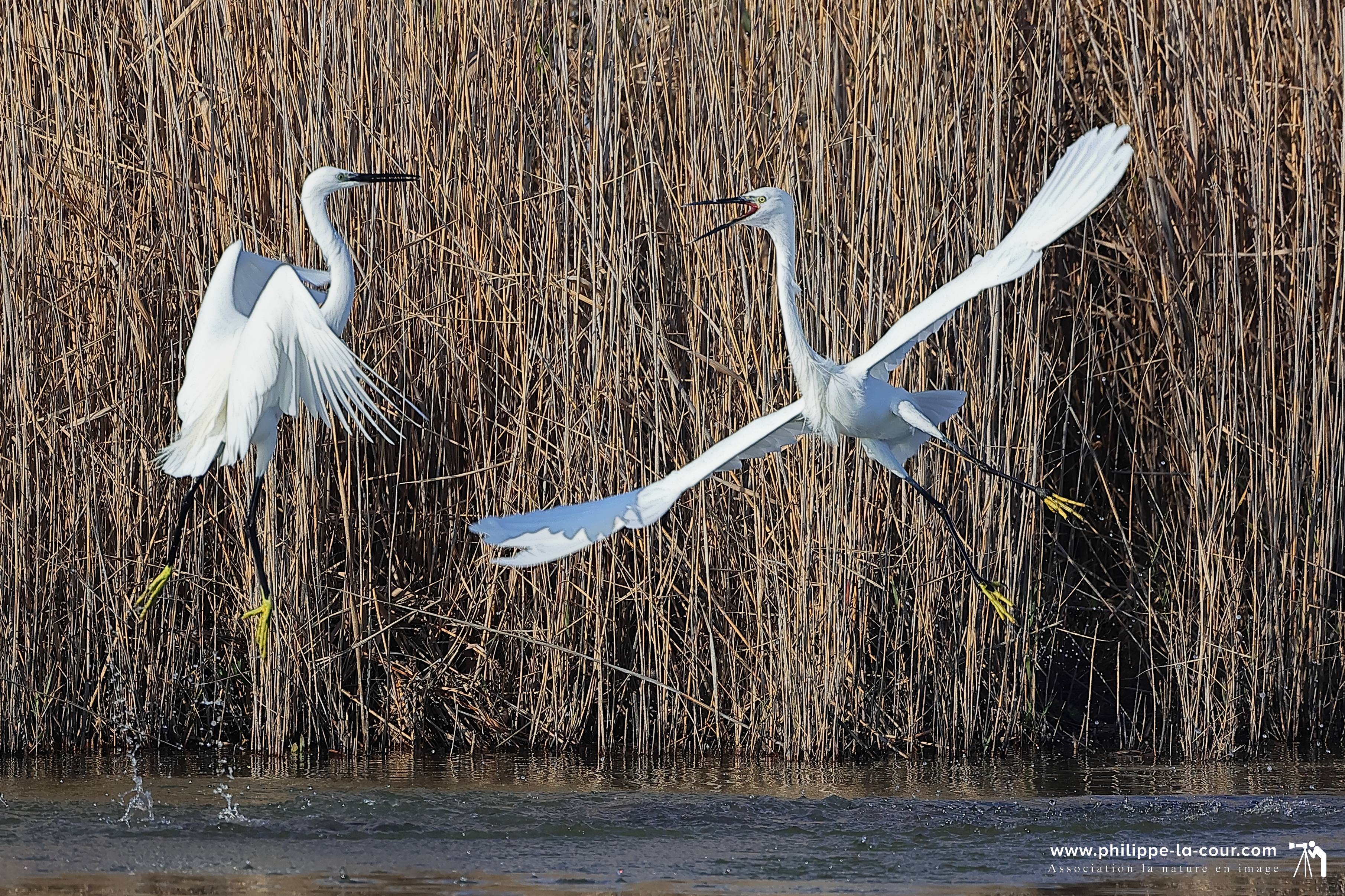 4x3a1940 aigrette garzette resultat
