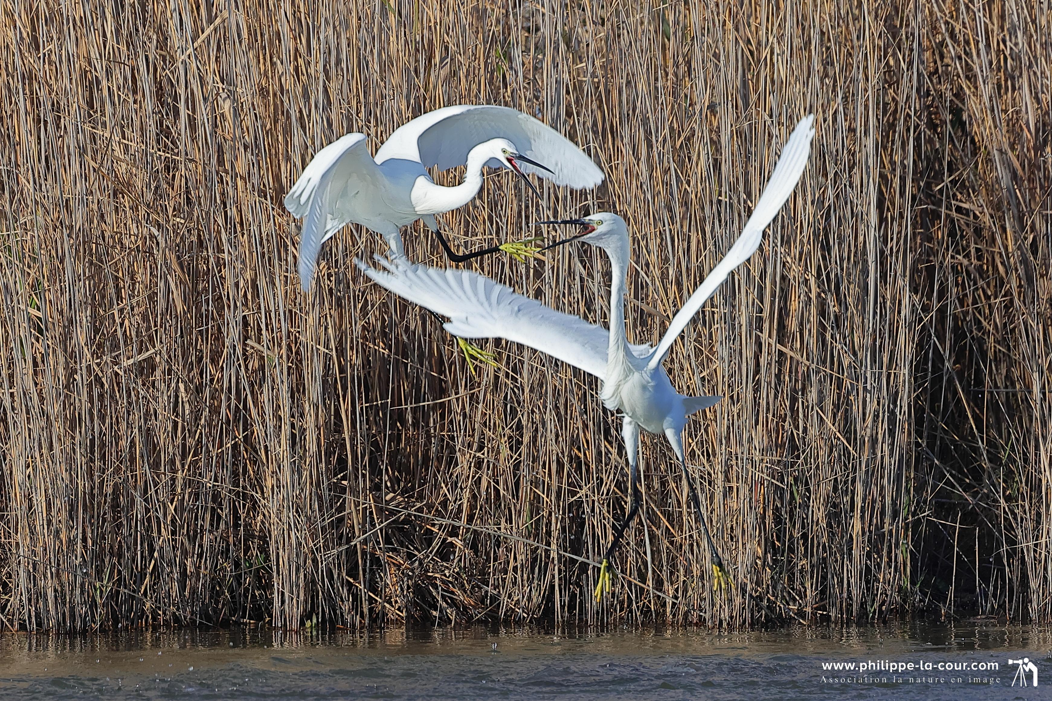 4x3a1942 aigrette garzette resultat