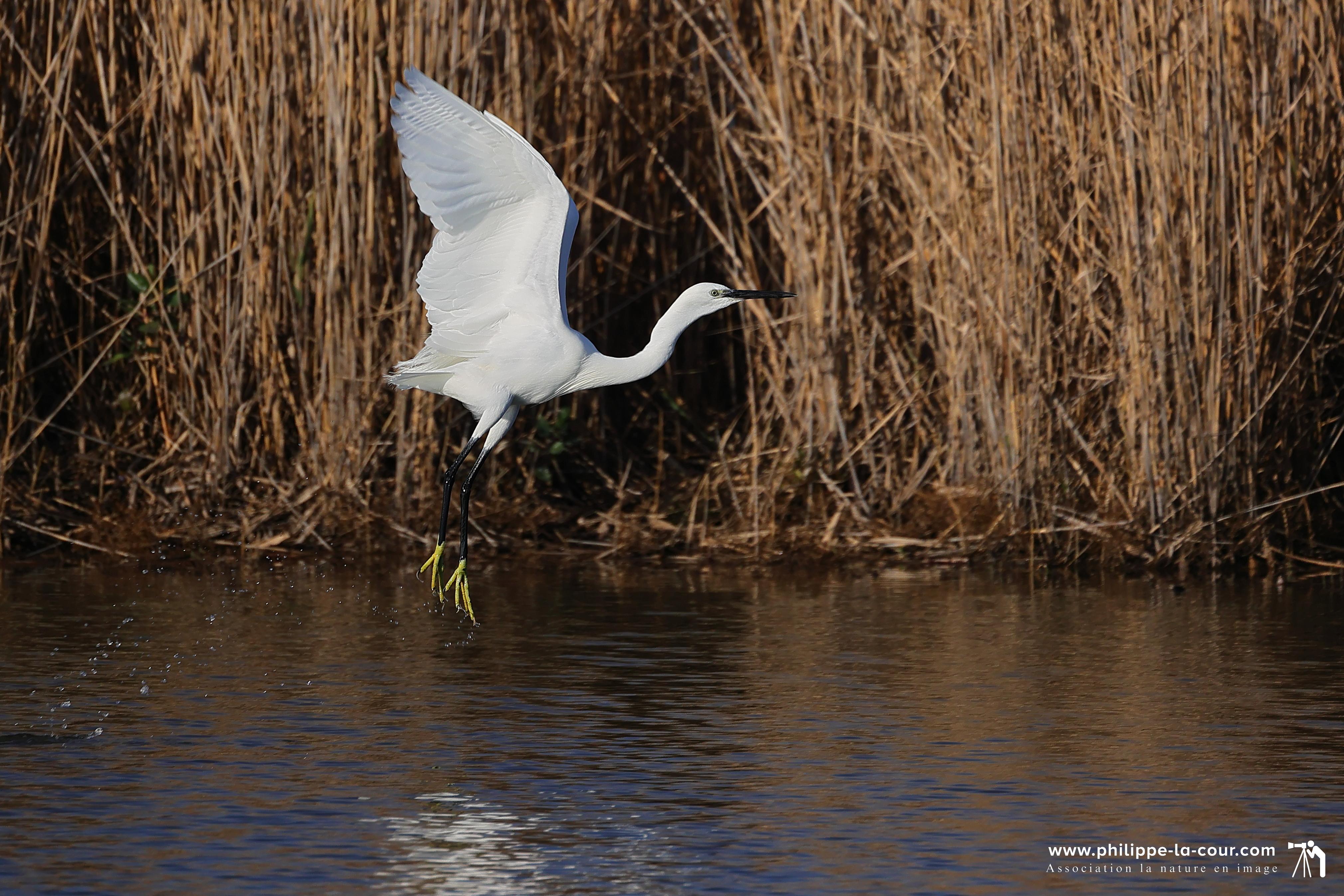 4x3a1974 aigrette garzette resultat