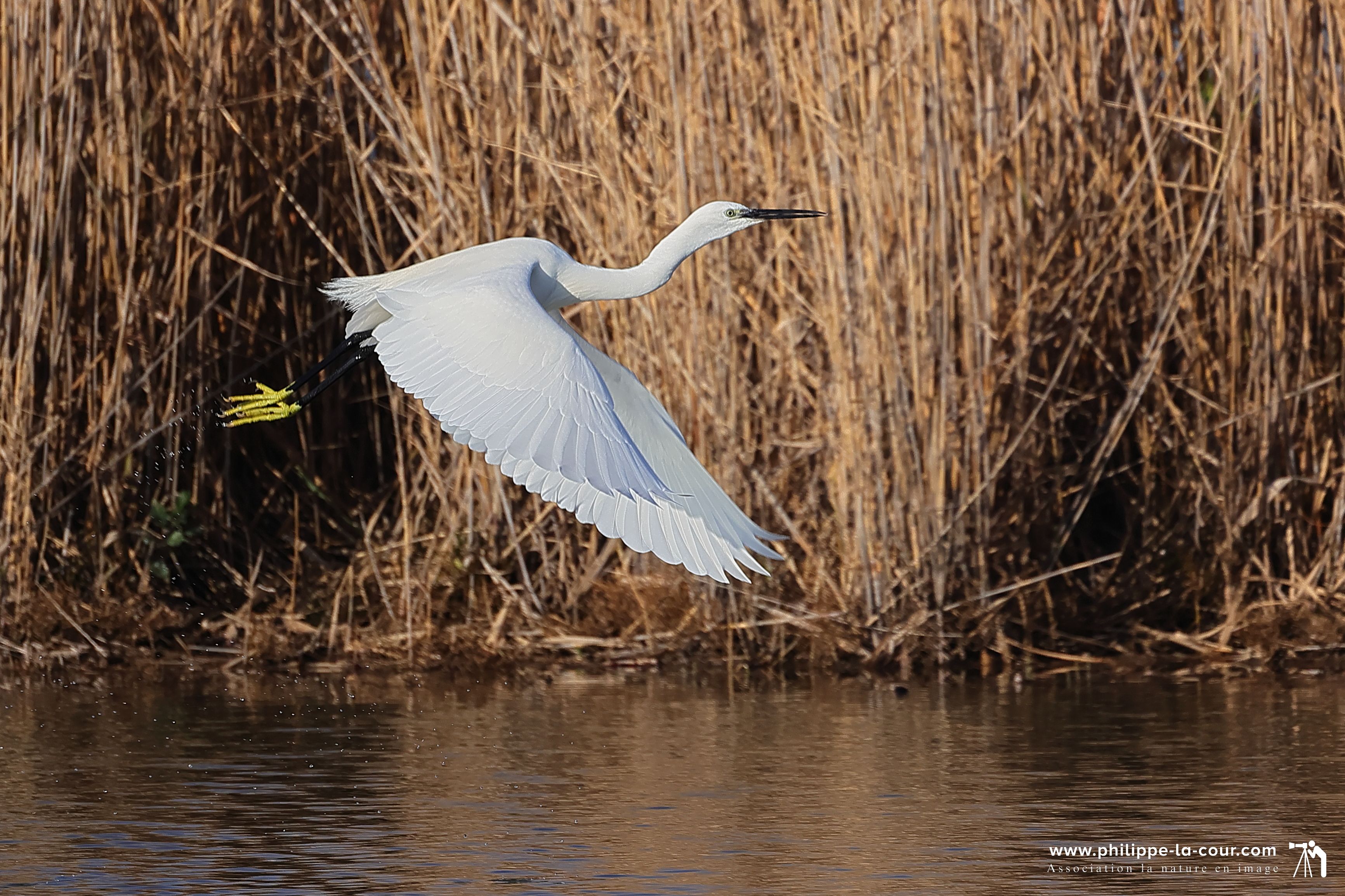 4x3a1975 aigrette garzette resultat