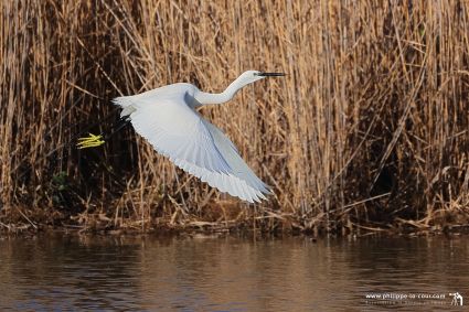 4x3a1975 aigrette garzette resultat