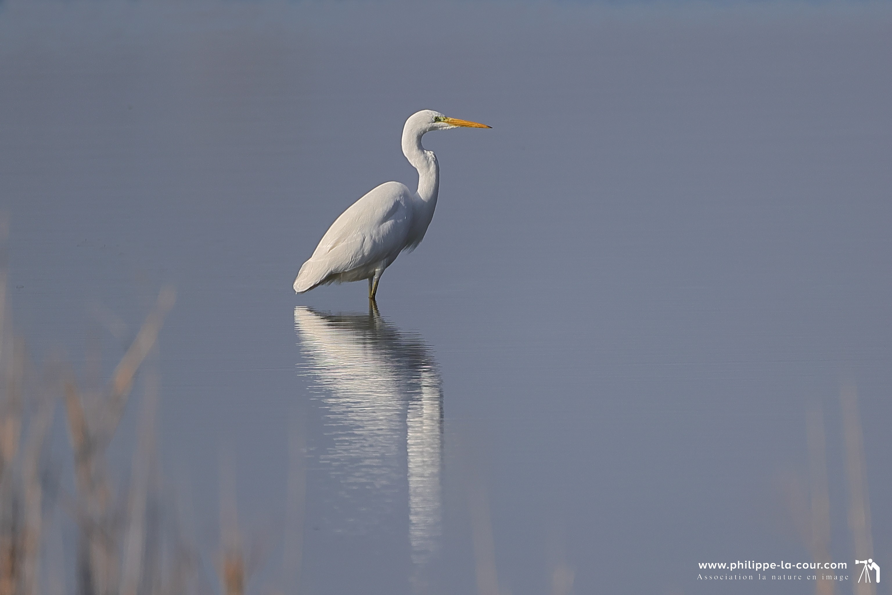 4x3a2053 grande aigrette resultat